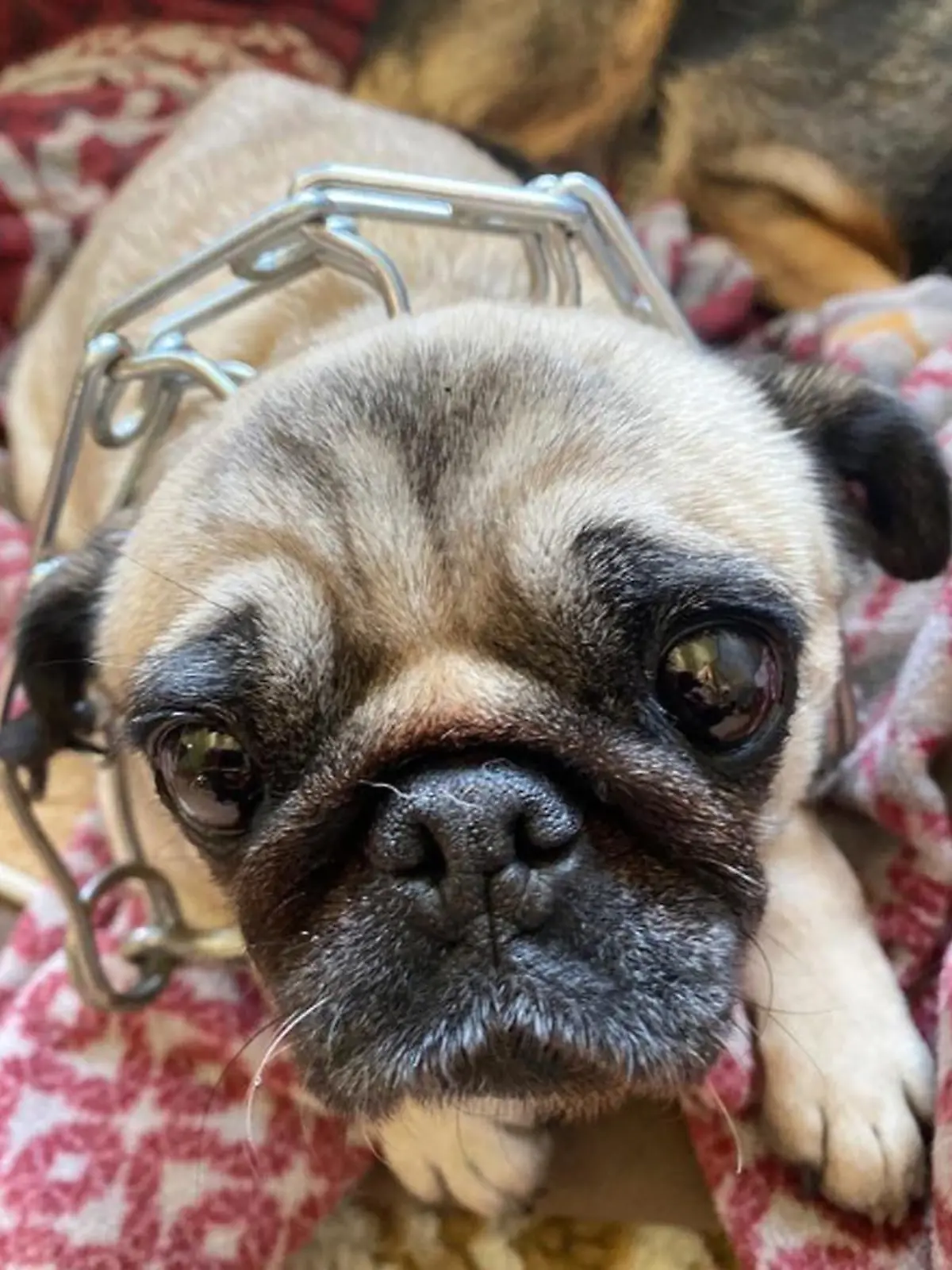 Hund mit Stachelhalsband