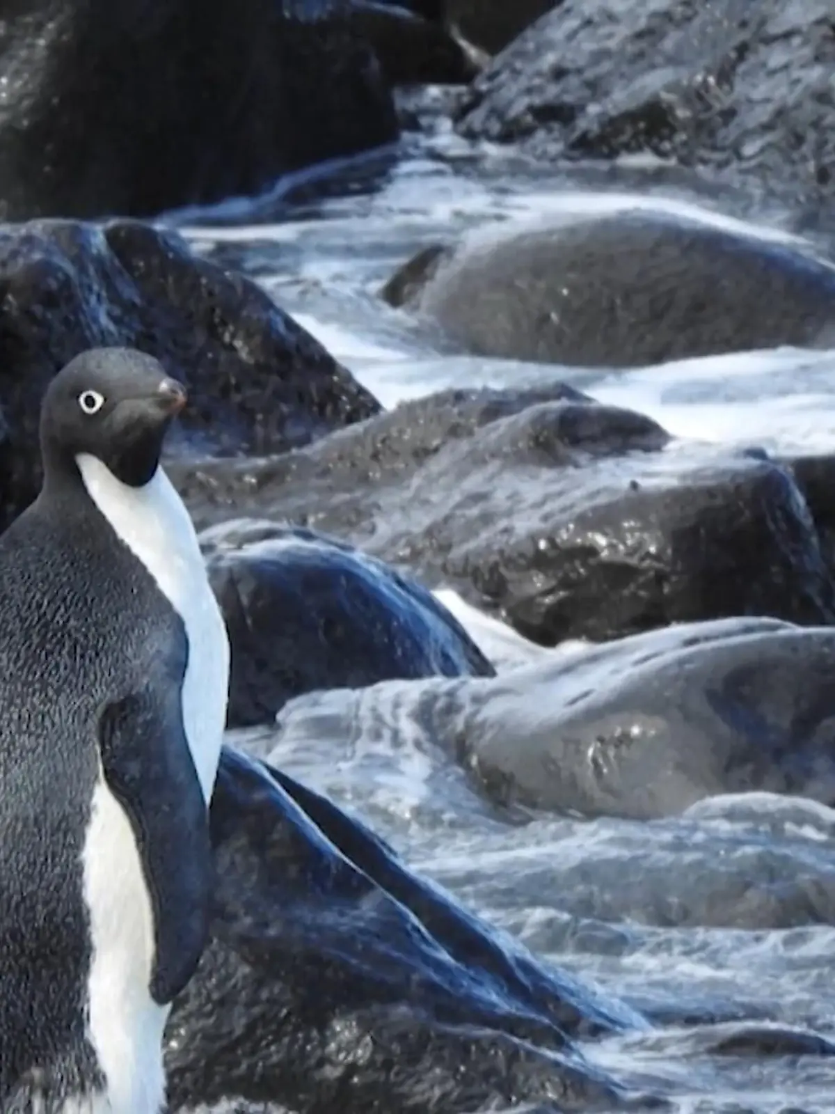 Pinguine leben normalerweise in großen Kolonien - wieso ist dieser Adeliepinguin dann ganz alleine? Die Antwort: Weil er rund 1800 Kilometer von seinem natürlichen Lebensraum, der Antarktis, entfernt ist. Das Tier hat es, wie auch immer, geschafft von dort bis an die Küste von Neuseeland zu schwimmen.