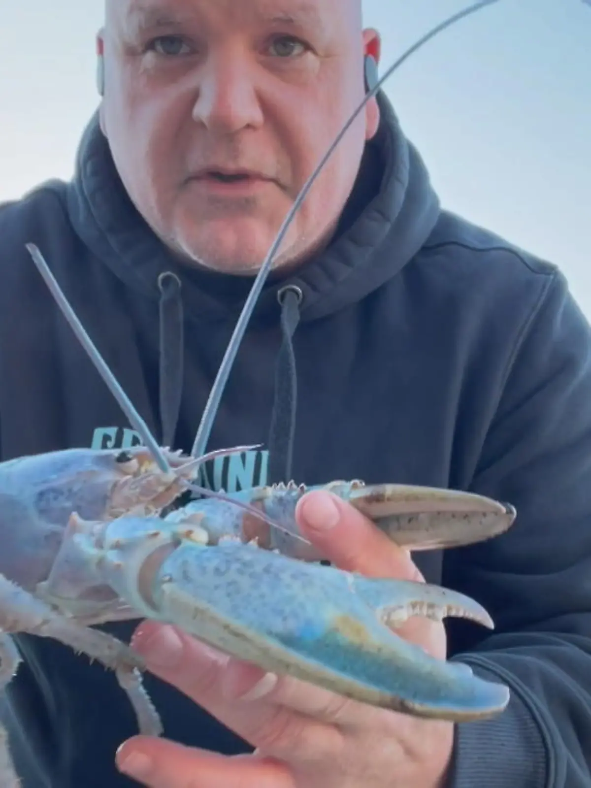 Normalerweise fängt Bill Coppersmith hunderte Hummer am Tag, um sie anschließend an Restaurants zu verkaufen. Doch dieser Fang ist vermutlich der speziellste seines Lebens. Er hat nämlich einen blaugefärbten Zuckerwatte-Hummer gefunden – die Chancen dafür stehen bei rund 1:100 Millionen.