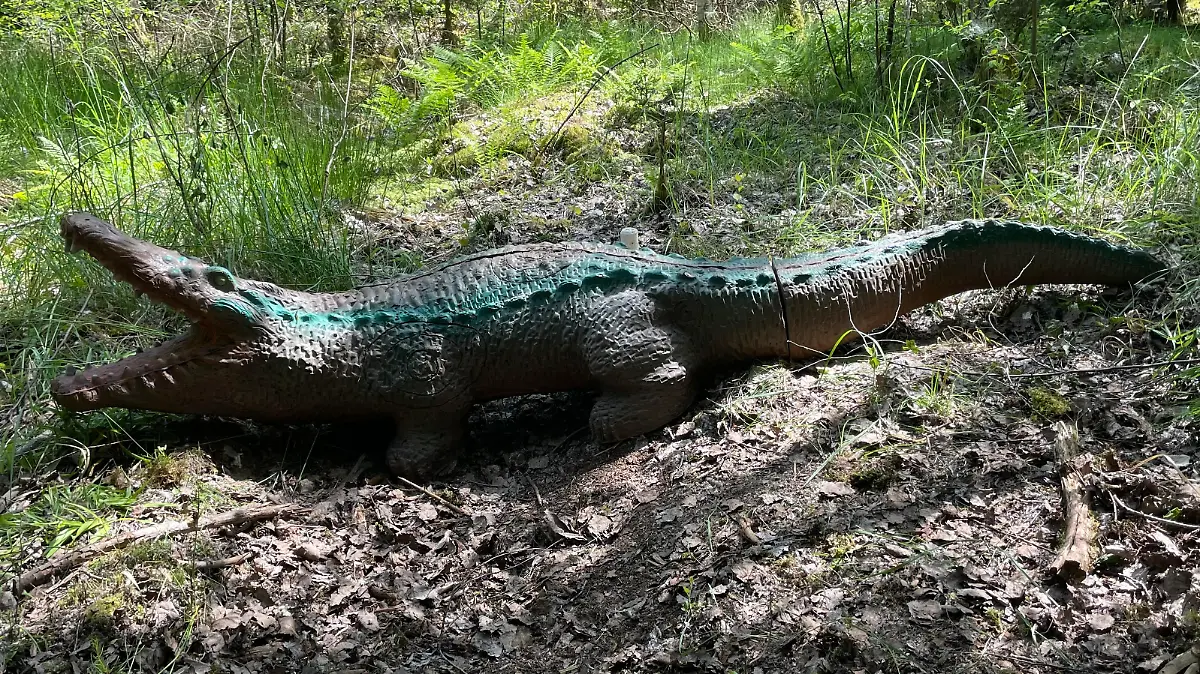 Aus der Nähe ist zu erkennen, dass es sich bei diesem Krokodil nur um eine Attrappe handelt.