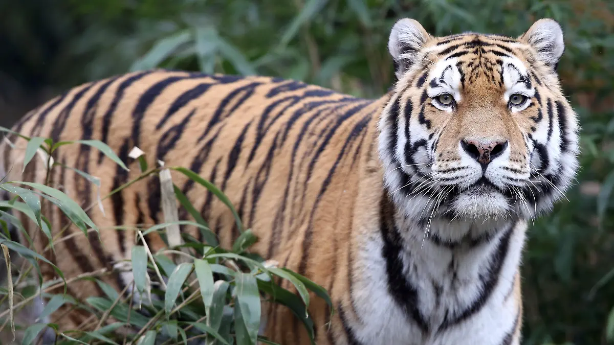 Ein Amurtiger (lat. panthera tigris altaica) streift im Allwetterzoo in Münster (Nordrhein-Westfalen) durch sein Außengehege, aufgenommen am 21.02.2013. Foto: Kevin Kurek