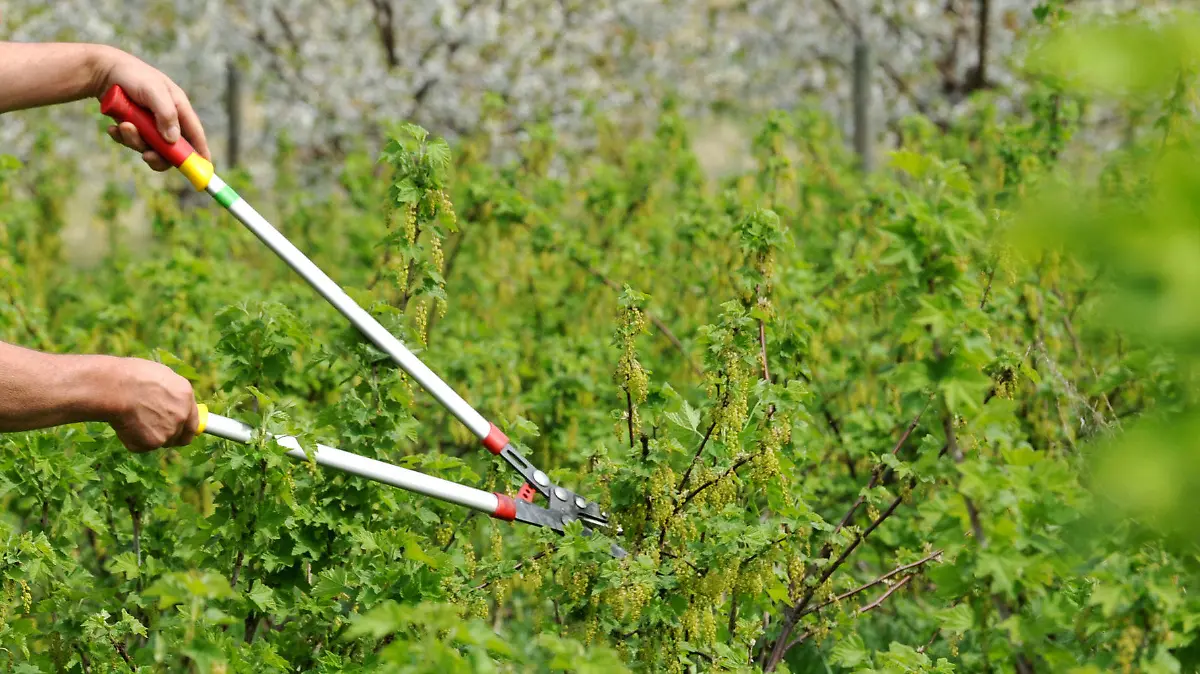 Ein Gärtner schneidet am Donnerstag (29.04.2010) im nordhessischen Witzenhausen mit nacktem Oberkörper Johannisbeeren aus. In den kommenden Tagen soll das Wetter nicht nur kühler sondern auch wechselhafter werden. Foto: Uwe Zucchi dpa/lhe +++(c) dpa - Bildfunk+++