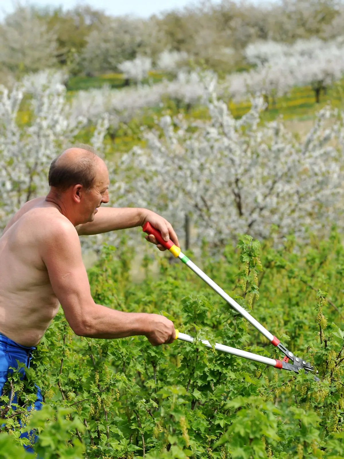 Ein Gärtner schneidet am Donnerstag (29.04.2010) im nordhessischen Witzenhausen mit nacktem Oberkörper Johannisbeeren aus. In den kommenden Tagen soll das Wetter nicht nur kühler sondern auch wechselhafter werden. Foto: Uwe Zucchi dpa/lhe  +++(c) dpa - Bildfunk+++