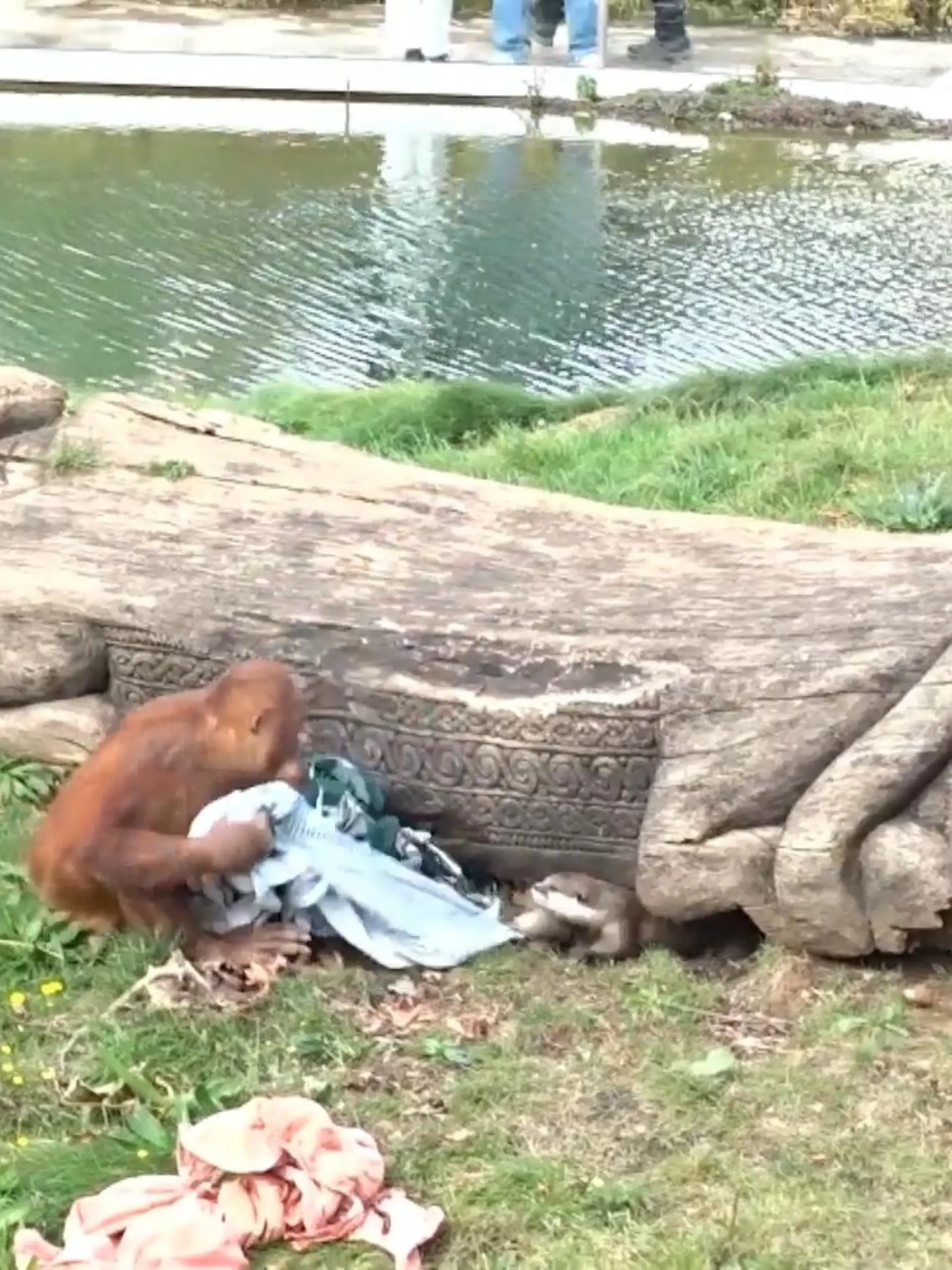 Orangutan-Dame Berani, aus einem belgischen Zoo, setzt sich in diesem Video gegen ein freches Otter-Trio durch, das ihre Kuscheldecke klauen wollte.