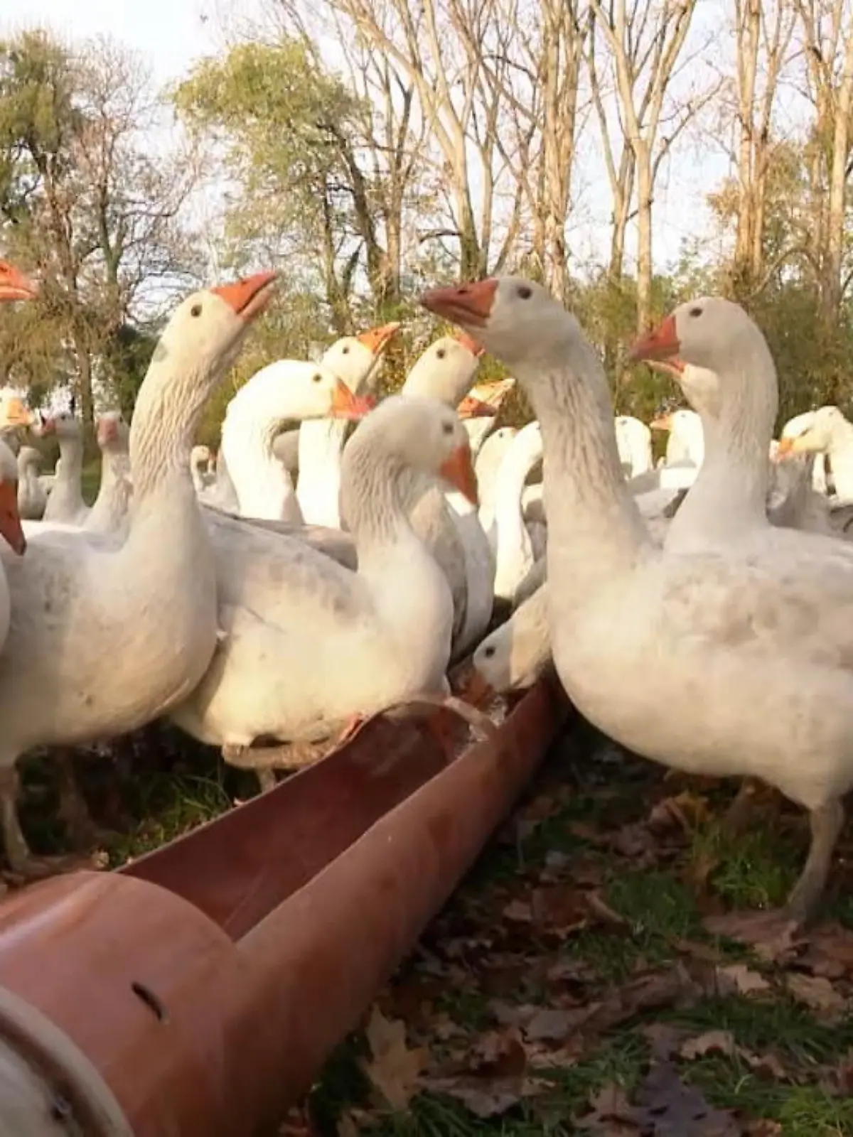 Bild zu: "Artgerechte Haltung auf Gänsehof"