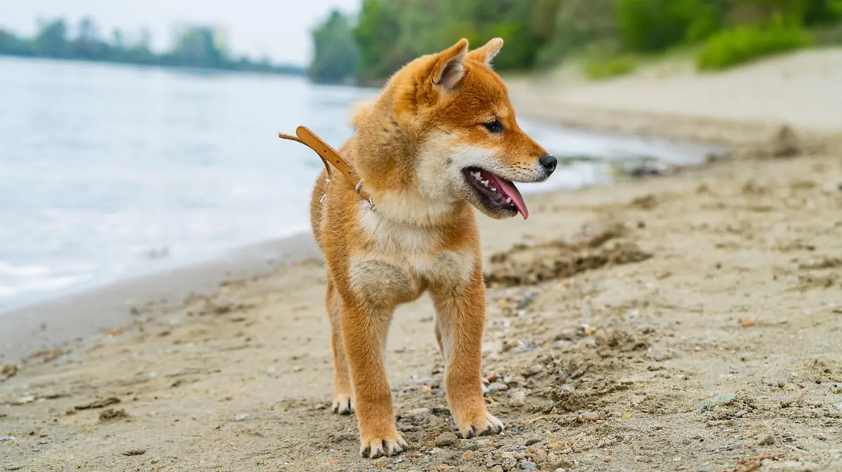 Shiba inu puppy playing in the sand near the river