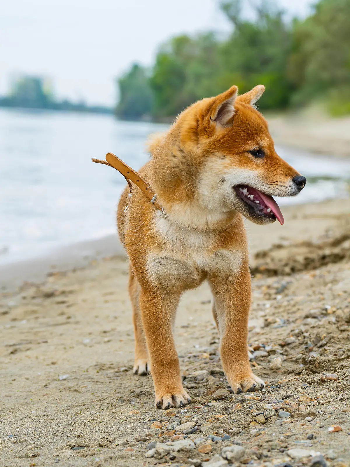 Shiba inu puppy playing in the sand near the river