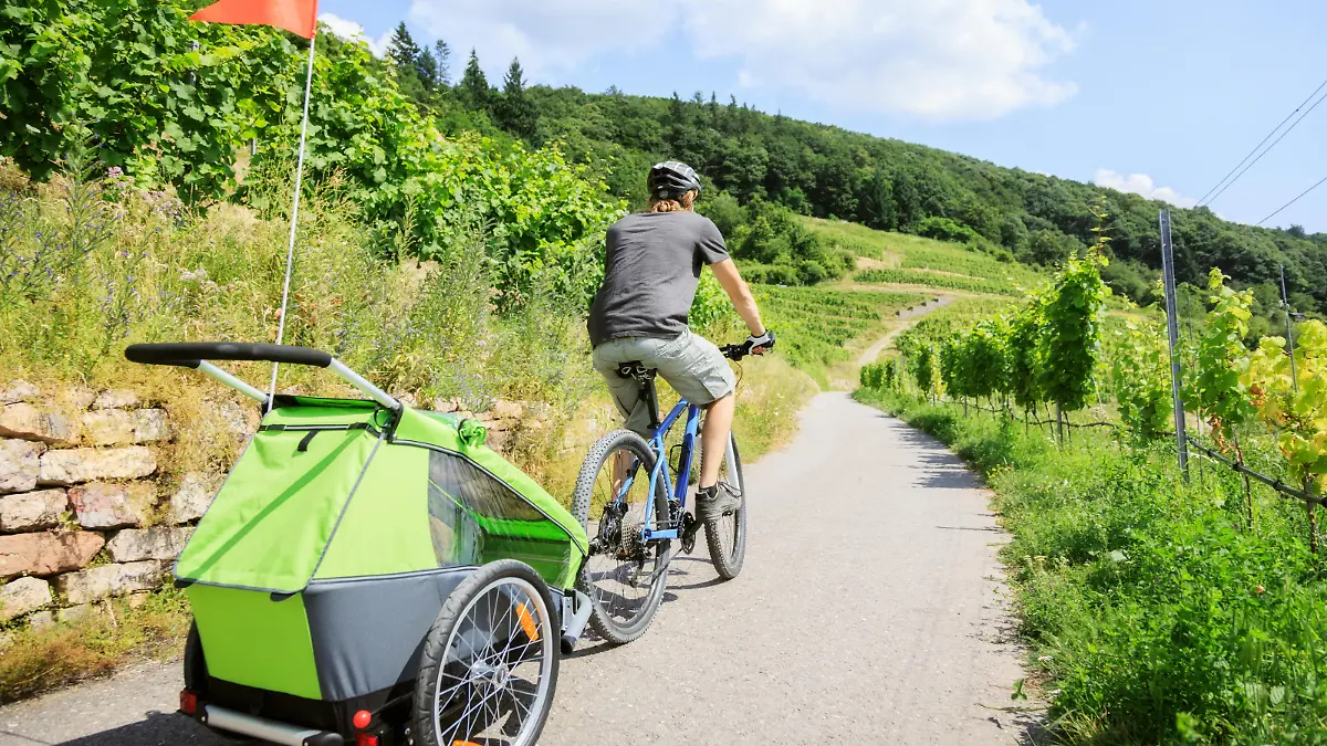 Young parent cycling through vineyards with bike trailer
