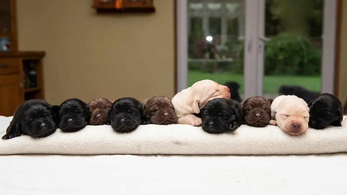 SONDERKONDITIONEN: Satzpreis!
Zehn auf einen Streich: Labrador-Hündin Labrador Zola mit ihrem Wurf  --   Zola the Labrador with her 10 puppies of three colours, HorshamSee SWNS story SWSYpuppy. A Labrador has given birth to an extremely rare mix of pure yellow, chocolate and black puppies in the same litter - in a breeding programme 15 YEARS in the making. Black Labrador Zola, four, delivered ten pups who are a mixture of three different colours - only seen on a 'handful' of occasions before. Owners Tina Davis, 62, and her husband Martin Davis, 63, began breeding with a female chocolate Lab in 2006. Over the years they bred a mixture of yellow, chocolate and black Labs and decided to strategically mix doggy DNA to produce a litter of all three.   / action press
