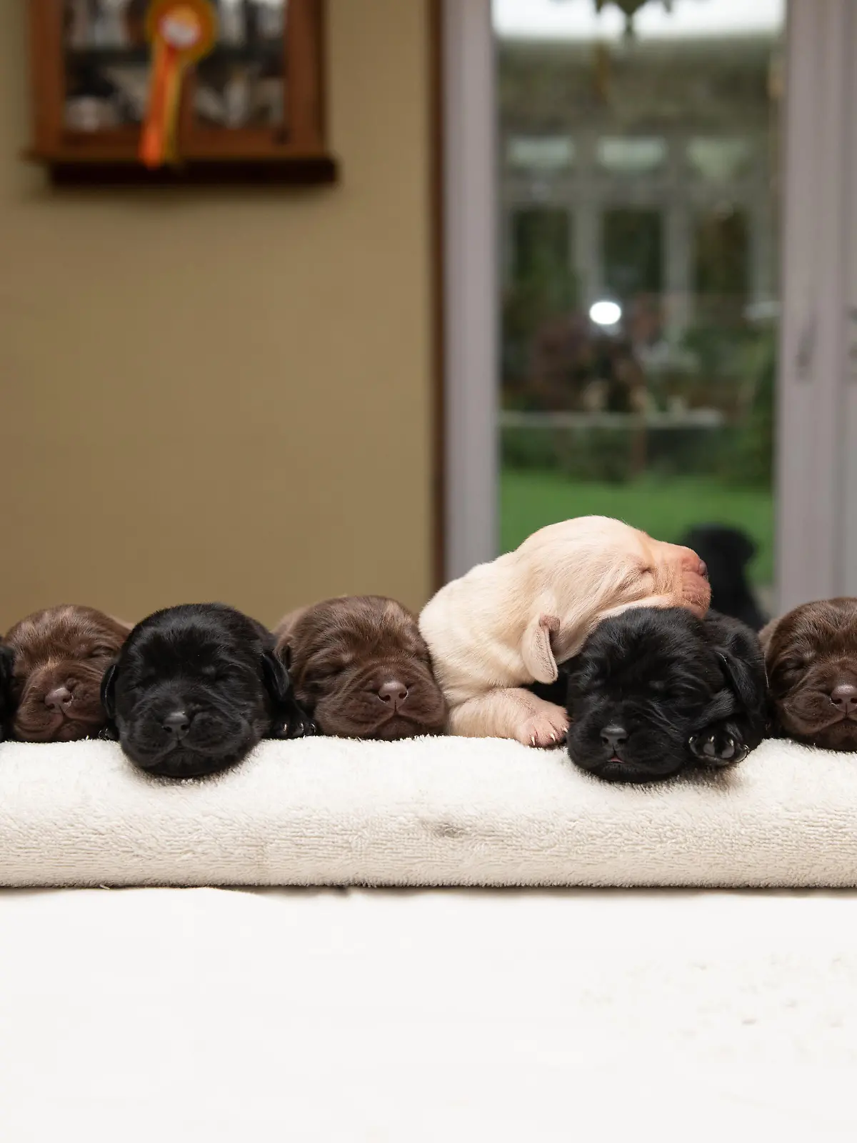 SONDERKONDITIONEN: Satzpreis!
Zehn auf einen Streich: Labrador-Hündin Labrador Zola mit ihrem Wurf  --   Zola the Labrador with her 10 puppies of three colours, HorshamSee SWNS story SWSYpuppy. A Labrador has given birth to an extremely rare mix of pure yellow, chocolate and black puppies in the same litter - in a breeding programme 15 YEARS in the making. Black Labrador Zola, four, delivered ten pups who are a mixture of three different colours - only seen on a 'handful' of occasions before. Owners Tina Davis, 62, and her husband Martin Davis, 63, began breeding with a female chocolate Lab in 2006. Over the years they bred a mixture of yellow, chocolate and black Labs and decided to strategically mix doggy DNA to produce a litter of all three.   / action press
