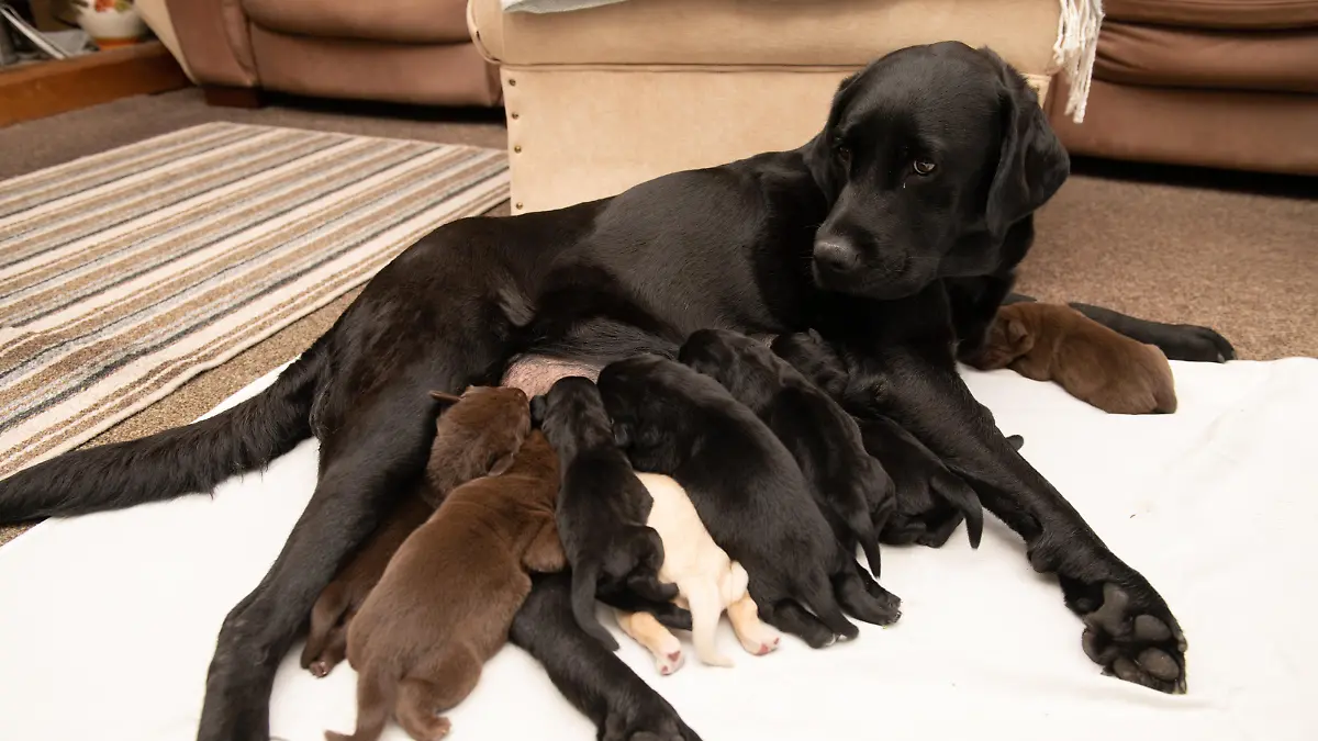 SONDERKONDITIONEN: Satzpreis!
Zehn auf einen Streich: Labrador-Hündin Labrador Zola mit ihrem Wurf  --   Zola the Labrador with her 10 puppies of three colours, HorshamSee SWNS story SWSYpuppy. A Labrador has given birth to an extremely rare mix of pure yellow, chocolate and black puppies in the same litter - in a breeding programme 15 YEARS in the making. Black Labrador Zola, four, delivered ten pups who are a mixture of three different colours - only seen on a 'handful' of occasions before. Owners Tina Davis, 62, and her husband Martin Davis, 63, began breeding with a female chocolate Lab in 2006. Over the years they bred a mixture of yellow, chocolate and black Labs and decided to strategically mix doggy DNA to produce a litter of all three.   / action press