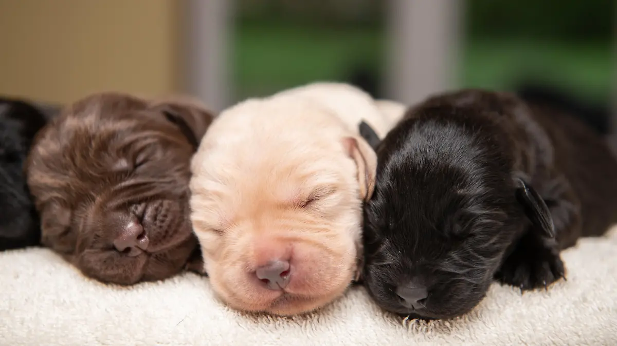 SONDERKONDITIONEN: Satzpreis!
Zehn auf einen Streich: Labrador-Hündin Labrador Zola mit ihrem Wurf  --   Zola the Labrador with her 10 puppies of three colours, HorshamSee SWNS story SWSYpuppy. A Labrador has given birth to an extremely rare mix of pure yellow, chocolate and black puppies in the same litter - in a breeding programme 15 YEARS in the making. Black Labrador Zola, four, delivered ten pups who are a mixture of three different colours - only seen on a 'handful' of occasions before. Owners Tina Davis, 62, and her husband Martin Davis, 63, began breeding with a female chocolate Lab in 2006. Over the years they bred a mixture of yellow, chocolate and black Labs and decided to strategically mix doggy DNA to produce a litter of all three.   / action press
