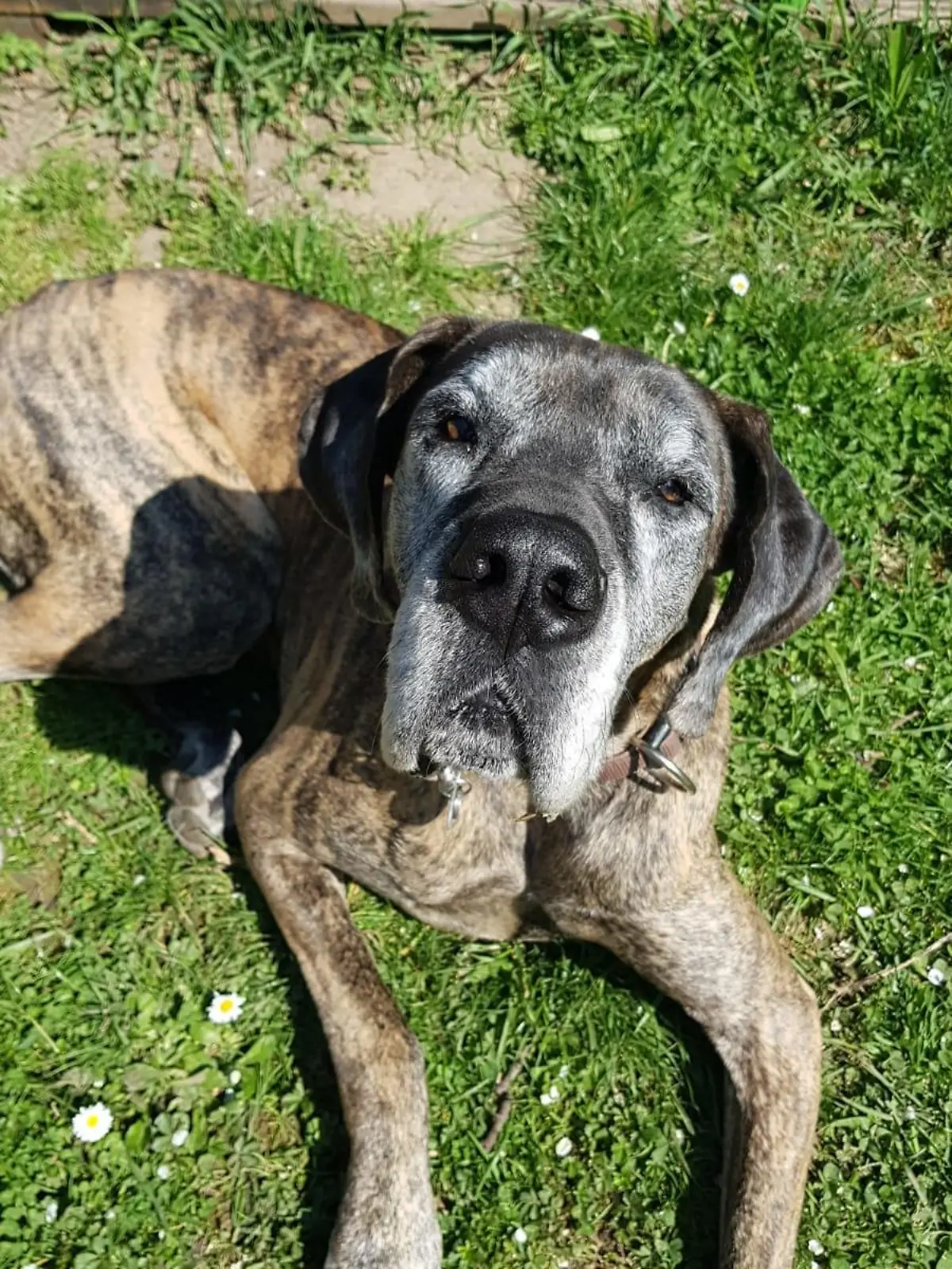Dogge Rosi