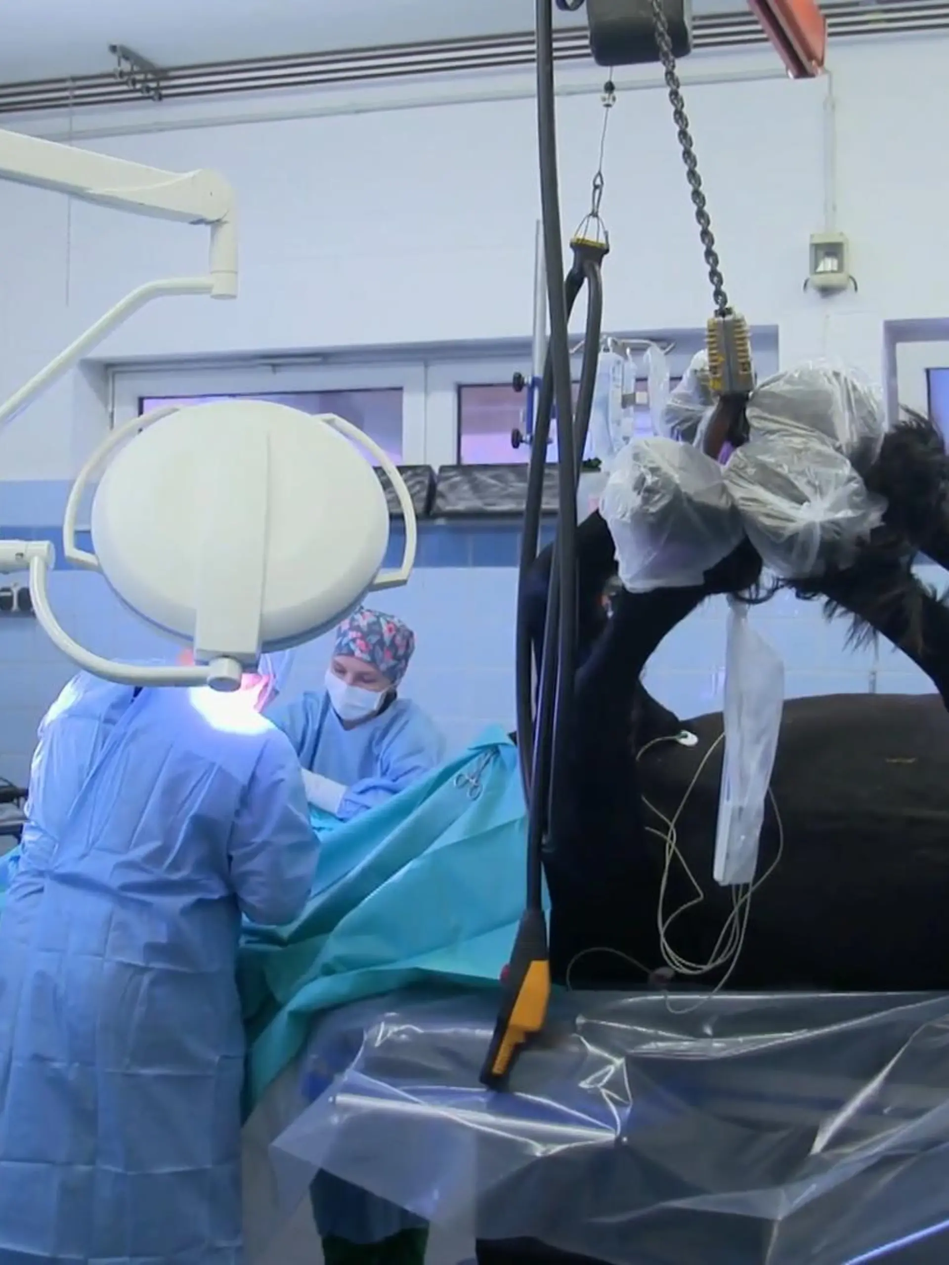 Dokumentation über die Pferdeklinik in Lüsche, eine der größten und modernsten Tierkliniken Europas.