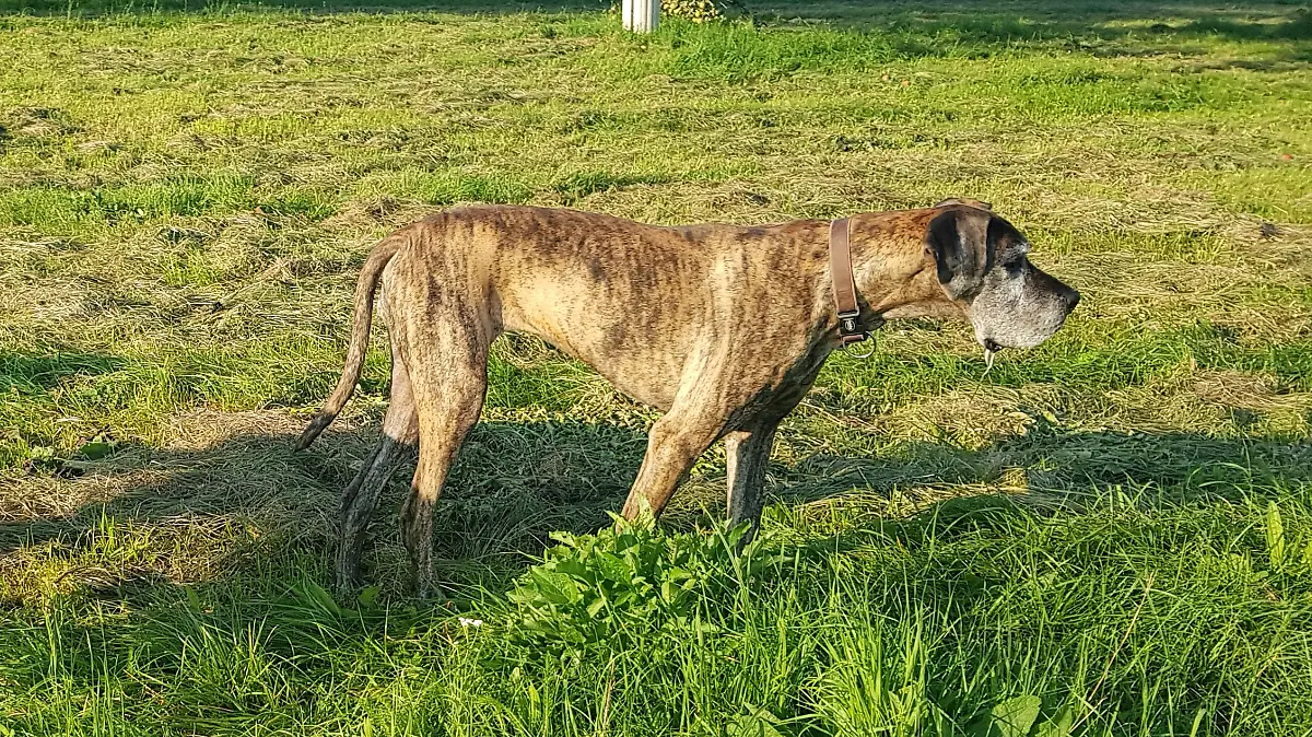 Dogge Rosi