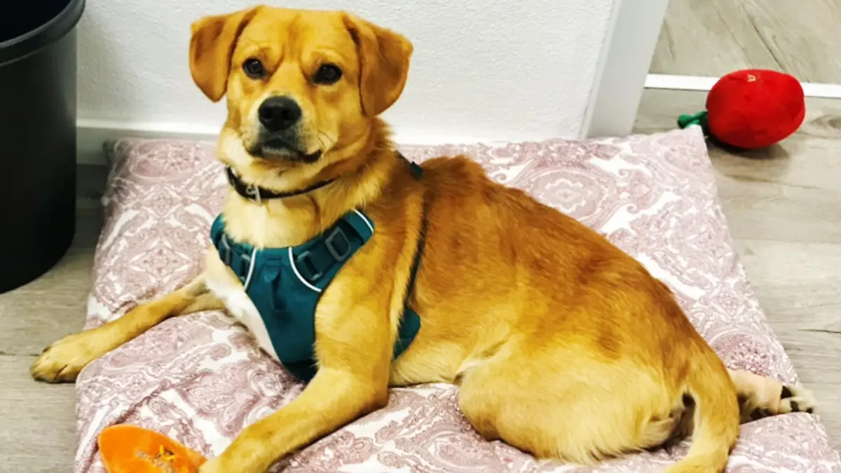 Lucky ist auf der Suche nach seinem Für-immer-Zuhause.