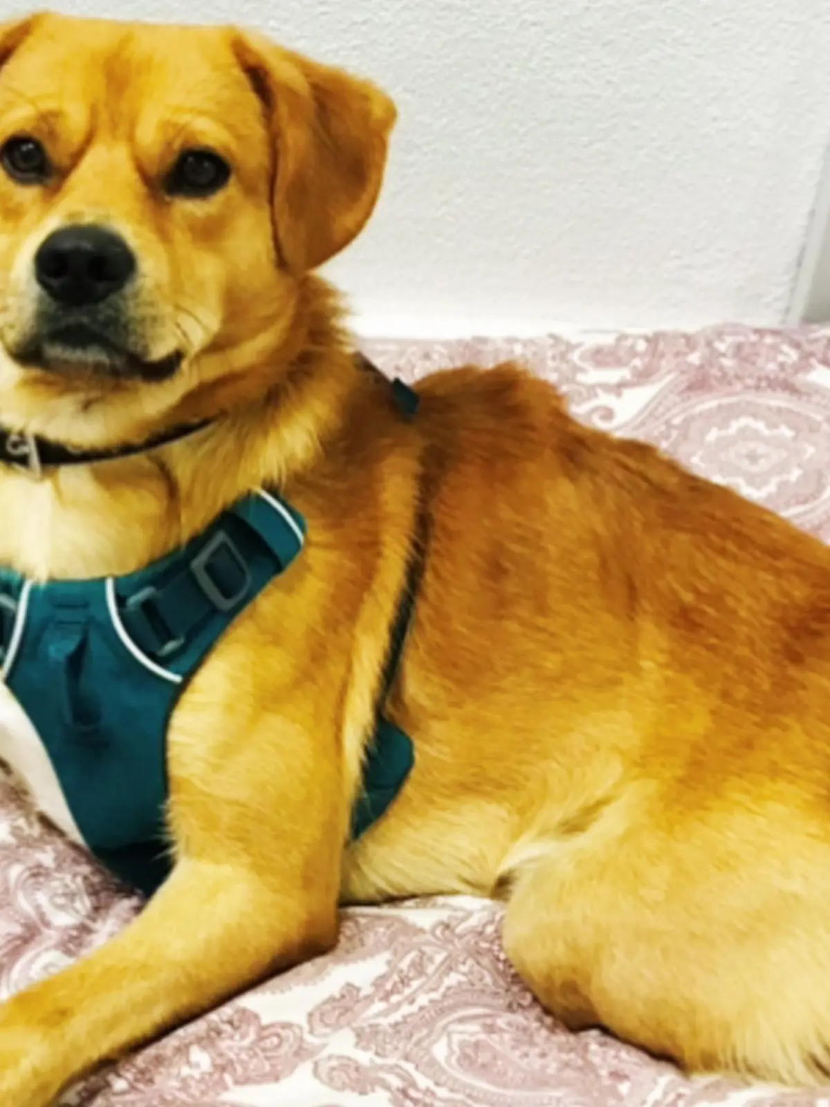 Lucky ist auf der Suche nach seinem Für-immer-Zuhause.