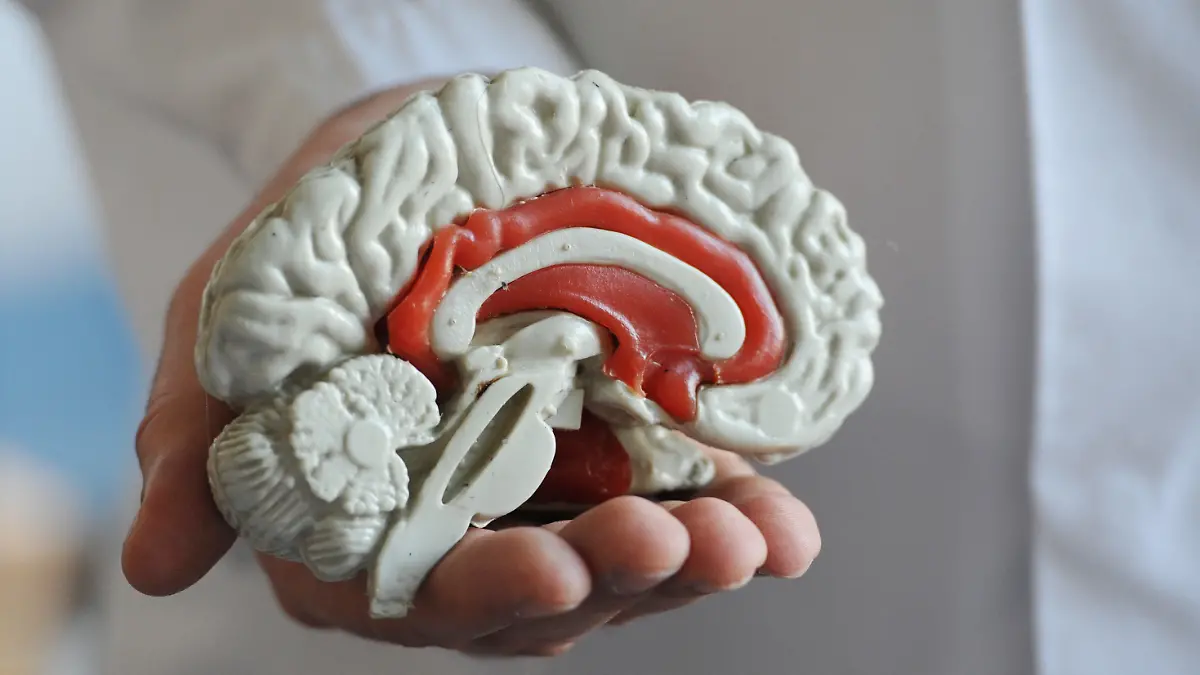 ARCHIV - Das Modell von einem menschlichen Gehirn, aufgenommen am 15.03.2011 im Bezirksklinikum in Regensburg (Oberpfalz). Am Dienstag (03.12.2013) wird der 5. internationale PISA-Schulleistungsvergleich der Organisation für wirtschaftliche Zusammenarbeit und Entwicklung (OECD) vorgestellt. Foto: Armin Weigel/dpa (zu dpa-Vorausmeldung vom 02.12.2013) +++(c) dpa - Bildfunk+++