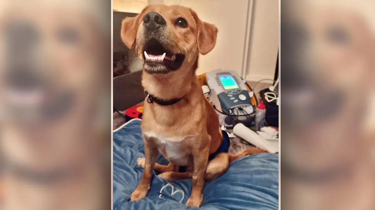 Lena Junker ist auf der Suche nach einem neuen Besitzer für Lucky. Aktuell lebt das Tier bei ihr, in einer Pflegefamilie.