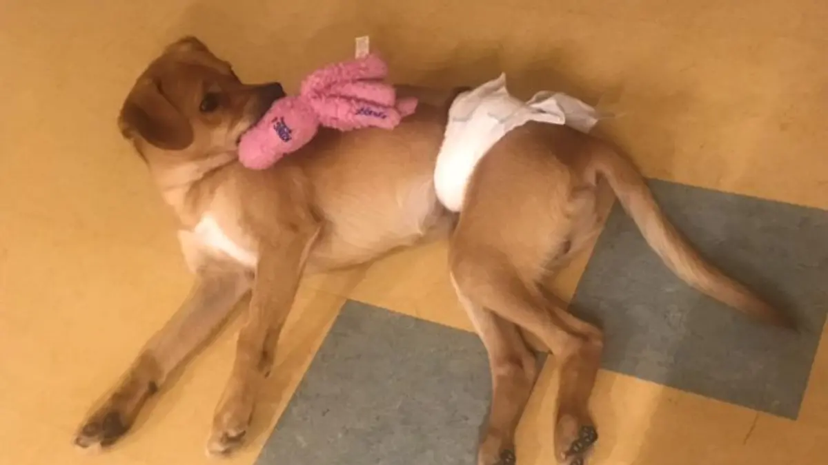 Rüde Lucky ist sehr verspielt.