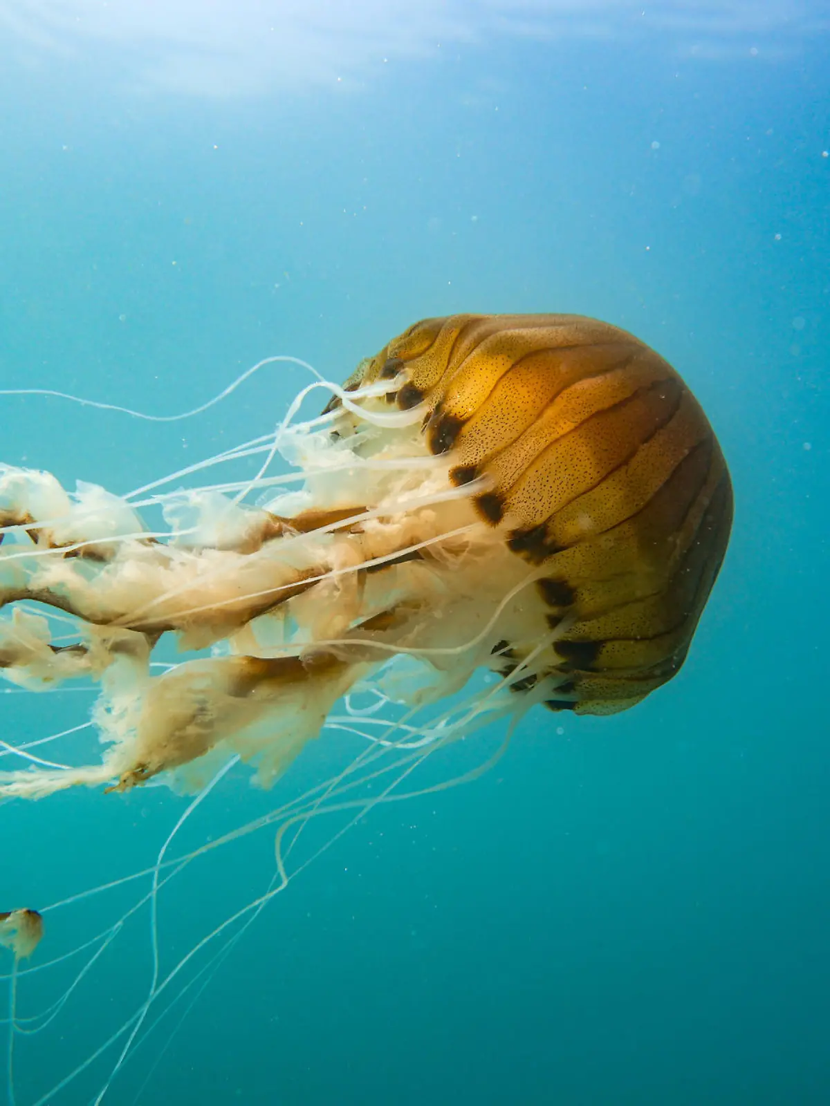 Compass jellyfish (Chrysaora hysoscella) midwater off the Welsh coast.