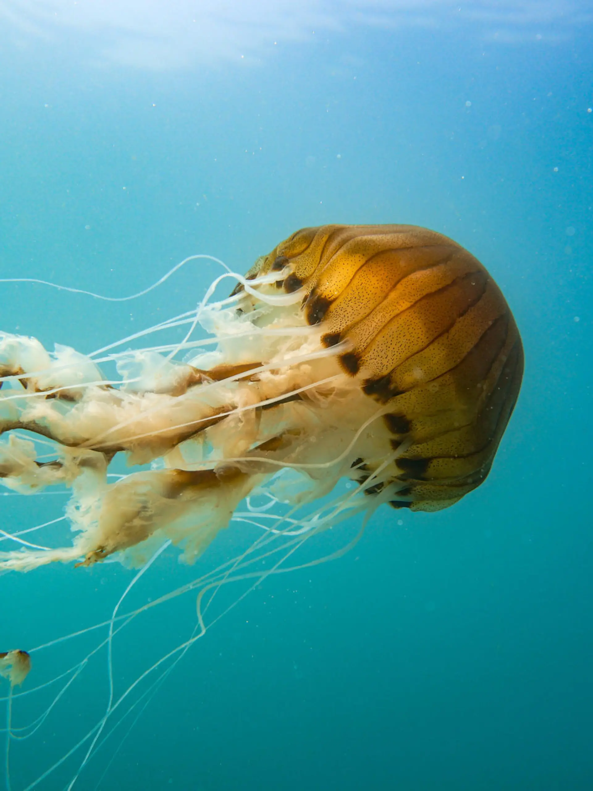Compass jellyfish (Chrysaora hysoscella) midwater off the Welsh coast.