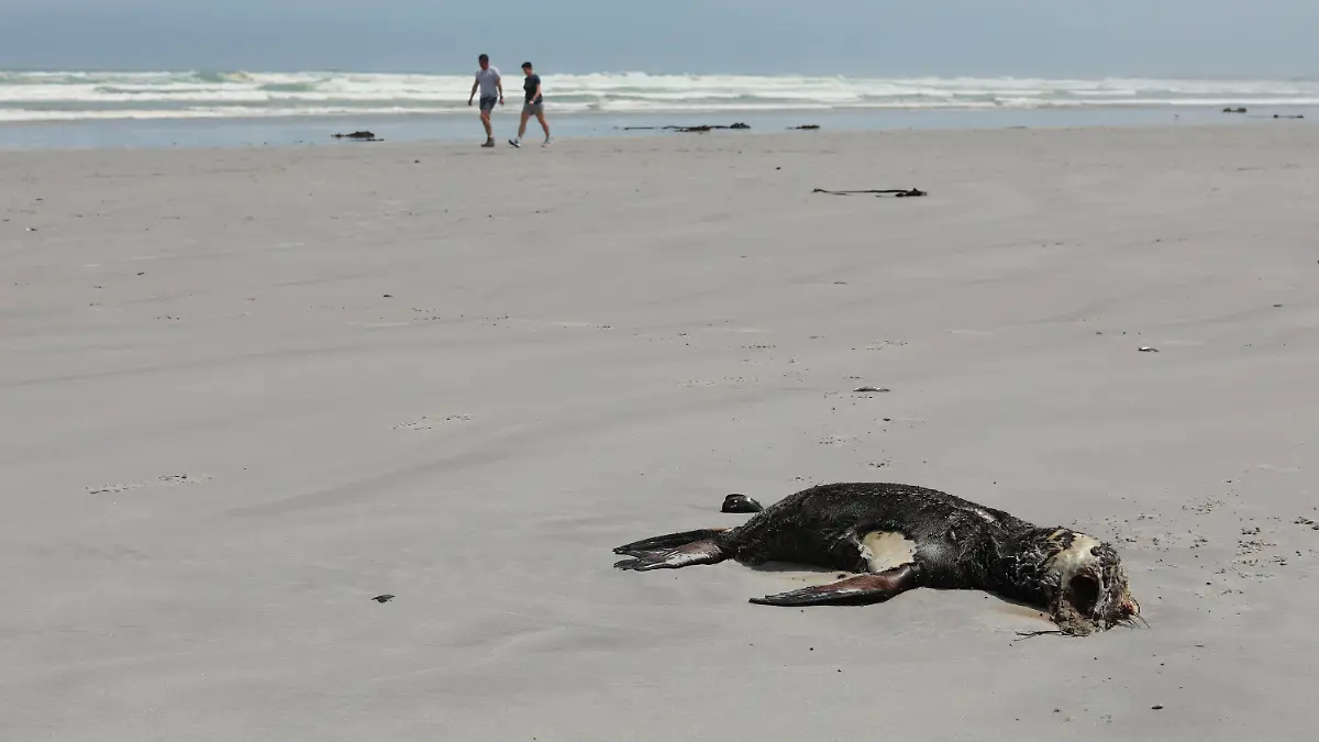 05.11.2021, Südafrika, Kapstadt: Menschen gehen am Strand spazieren, während eine tote Kap-Pelzrobbe am Strand von Melkbosstrand angespült wurde. Nach Angaben des Umweltministeriums der Provinz Westkap ist Mangelernährung die Hauptursache für die Tausenden von toten Kap-Pelzrobben die an der Westküste angespült werden. Foto: Nardus Engelbrecht/AP/dpa +++ dpa-Bildfunk +++