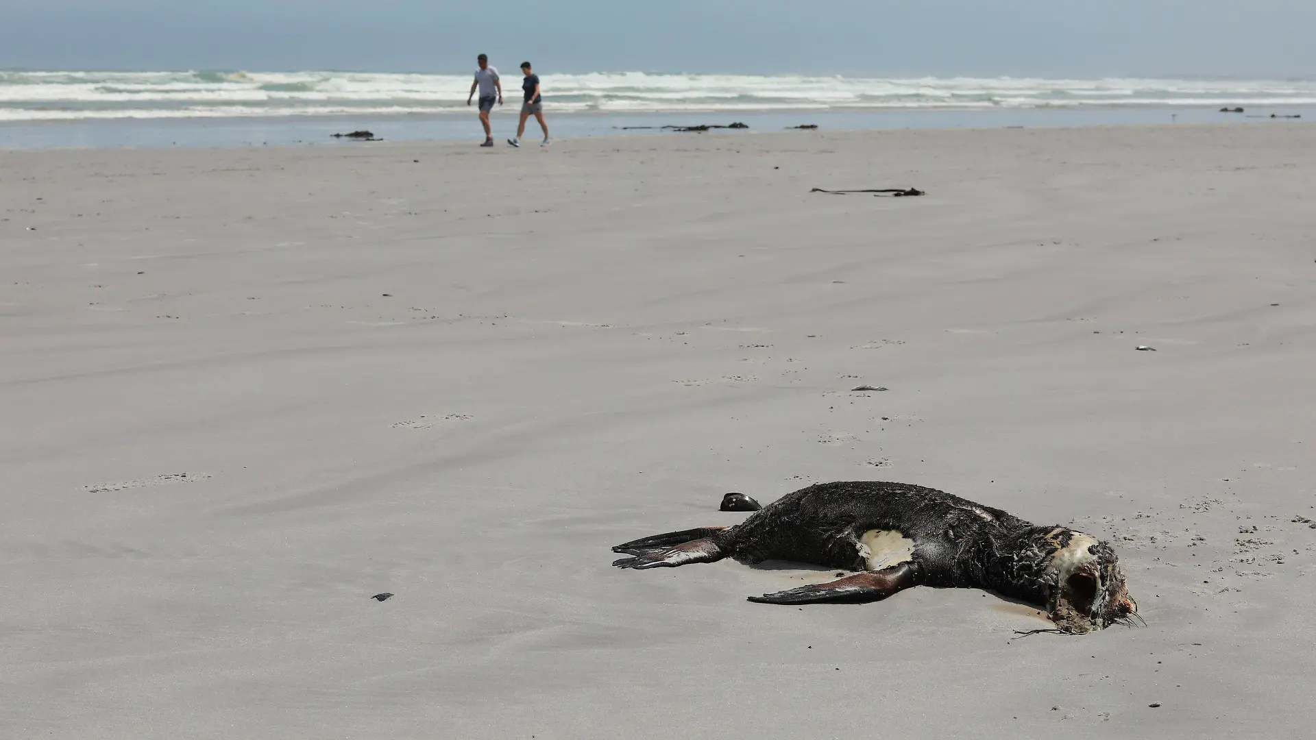 05.11.2021, Südafrika, Kapstadt: Menschen gehen am Strand spazieren, während eine tote Kap-Pelzrobbe am Strand von Melkbosstrand angespült wurde. Nach Angaben des Umweltministeriums der Provinz Westkap ist Mangelernährung die Hauptursache für die Tausenden von toten Kap-Pelzrobben die an der Westküste angespült werden. Foto: Nardus Engelbrecht/AP/dpa +++ dpa-Bildfunk +++