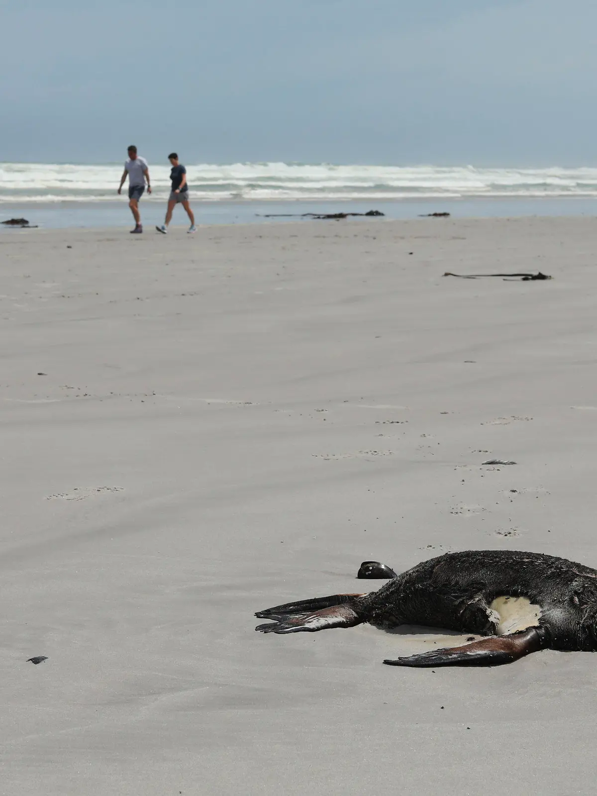 05.11.2021, Südafrika, Kapstadt: Menschen gehen am Strand spazieren, während eine tote Kap-Pelzrobbe am Strand von Melkbosstrand angespült wurde. Nach Angaben des Umweltministeriums der Provinz Westkap ist Mangelernährung die Hauptursache für die Tausenden von toten Kap-Pelzrobben die an der Westküste angespült werden. Foto: Nardus Engelbrecht/AP/dpa +++ dpa-Bildfunk +++