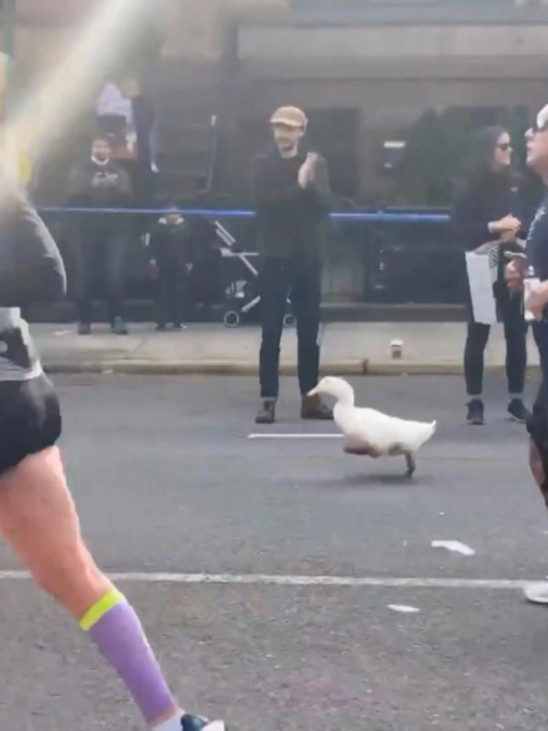 Ein Marathon ist zu anstrengend? Falsch! Das beweist Wrinkle die Ente vergangenes Wochenende beim New York Marathon. Dort ist sie nämlich kurzerhand mitgelaufen und wurde dabei gefilmt, was kurze Zeit später mit über 2 Millionen Klicks viral ging