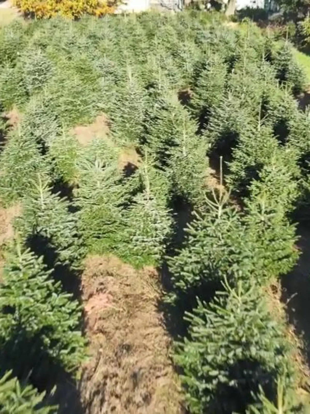 Bild zu: "Weihnachtsbaum nicht umweltfreundlich?"