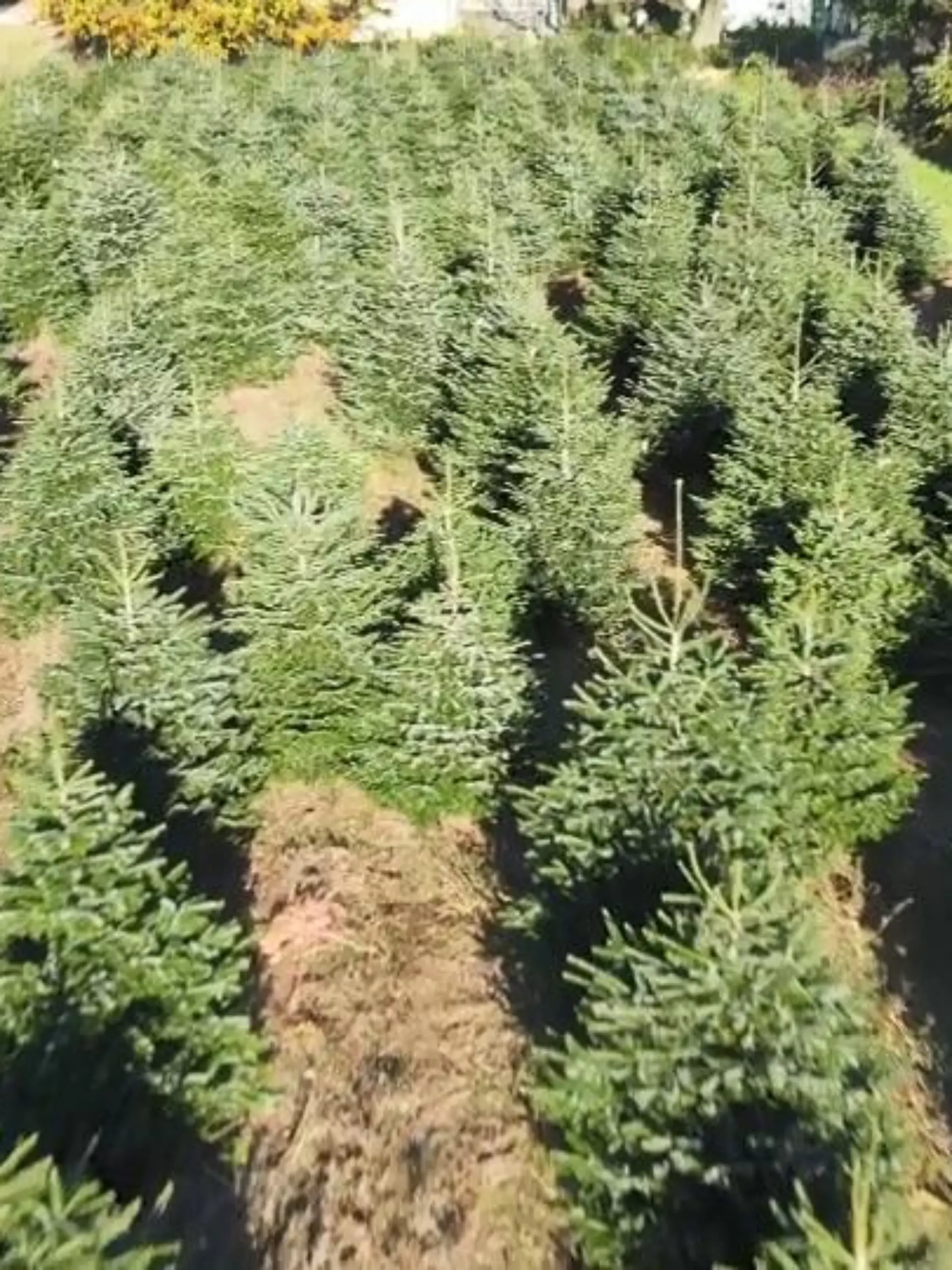 Bild zu: "Weihnachtsbaum nicht umweltfreundlich?"