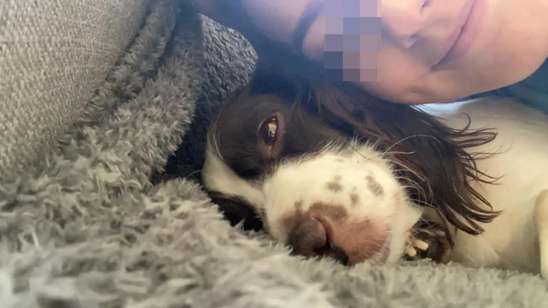 Tochter Caitlin nannte das Cocker-Springer-Spaniel-Mischlingshündchen den Grund, warum ihr Vater jeden Morgen früh aufstehe.