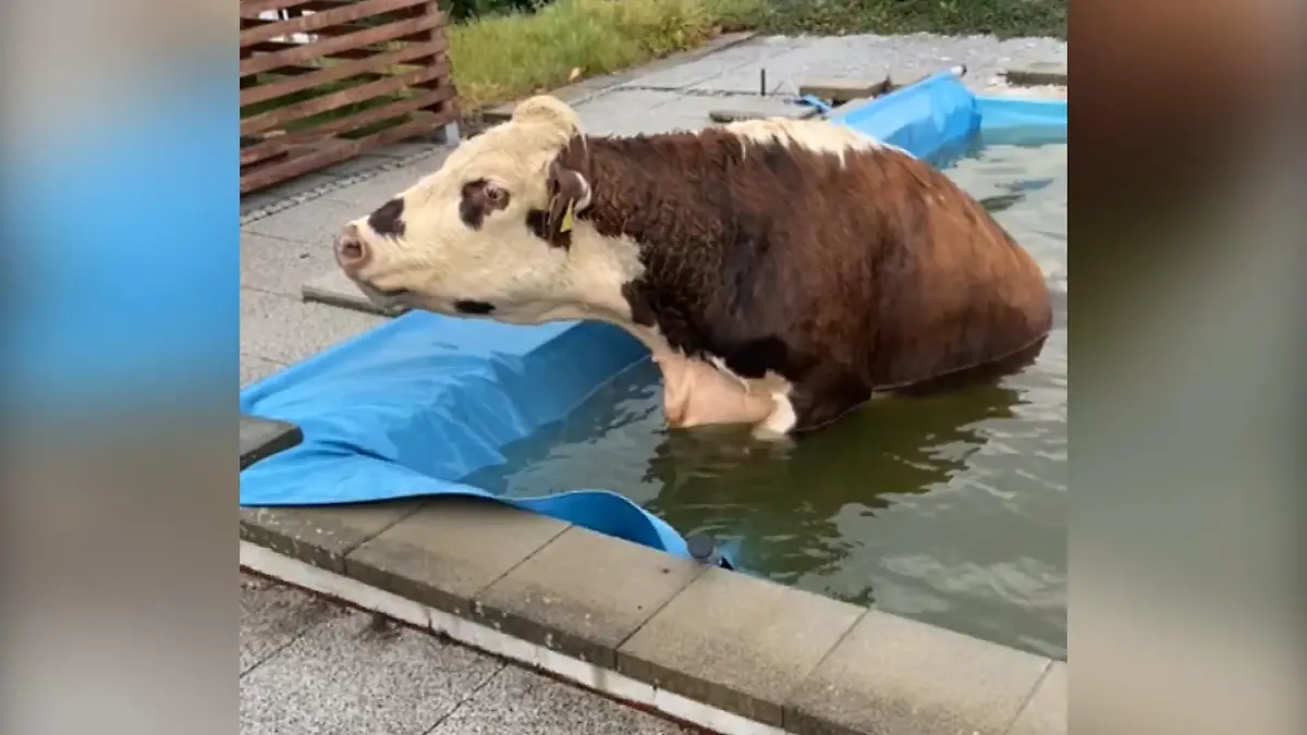 Was macht "Muh" und sitzt im Pool? Na Hoppla