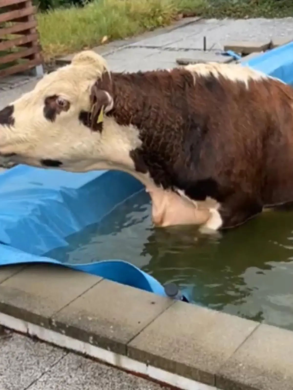 Bild zu: "Was macht "Muh" und sitzt im Pool?"