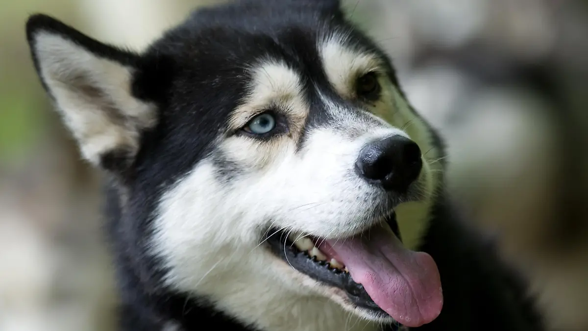 Ein Siberian Husky vom Schlittenhundehof Richter, aufgenommen am 10.05.2010 in Radebeul. Foto: Arno Burgi