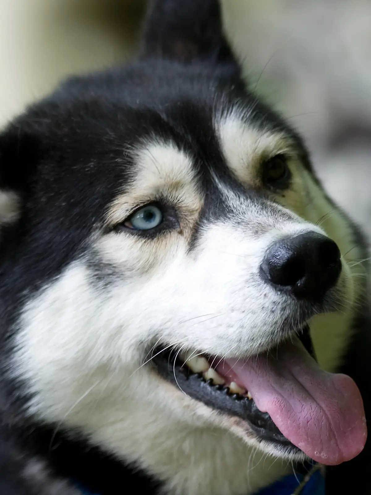 Ein Siberian Husky vom Schlittenhundehof Richter, aufgenommen am 10.05.2010 in Radebeul. Foto: Arno Burgi