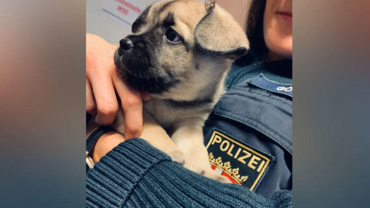 Nach dem Auffinden kamen die Hundekinder zunächst in die liebevolle Obhut der Polizei