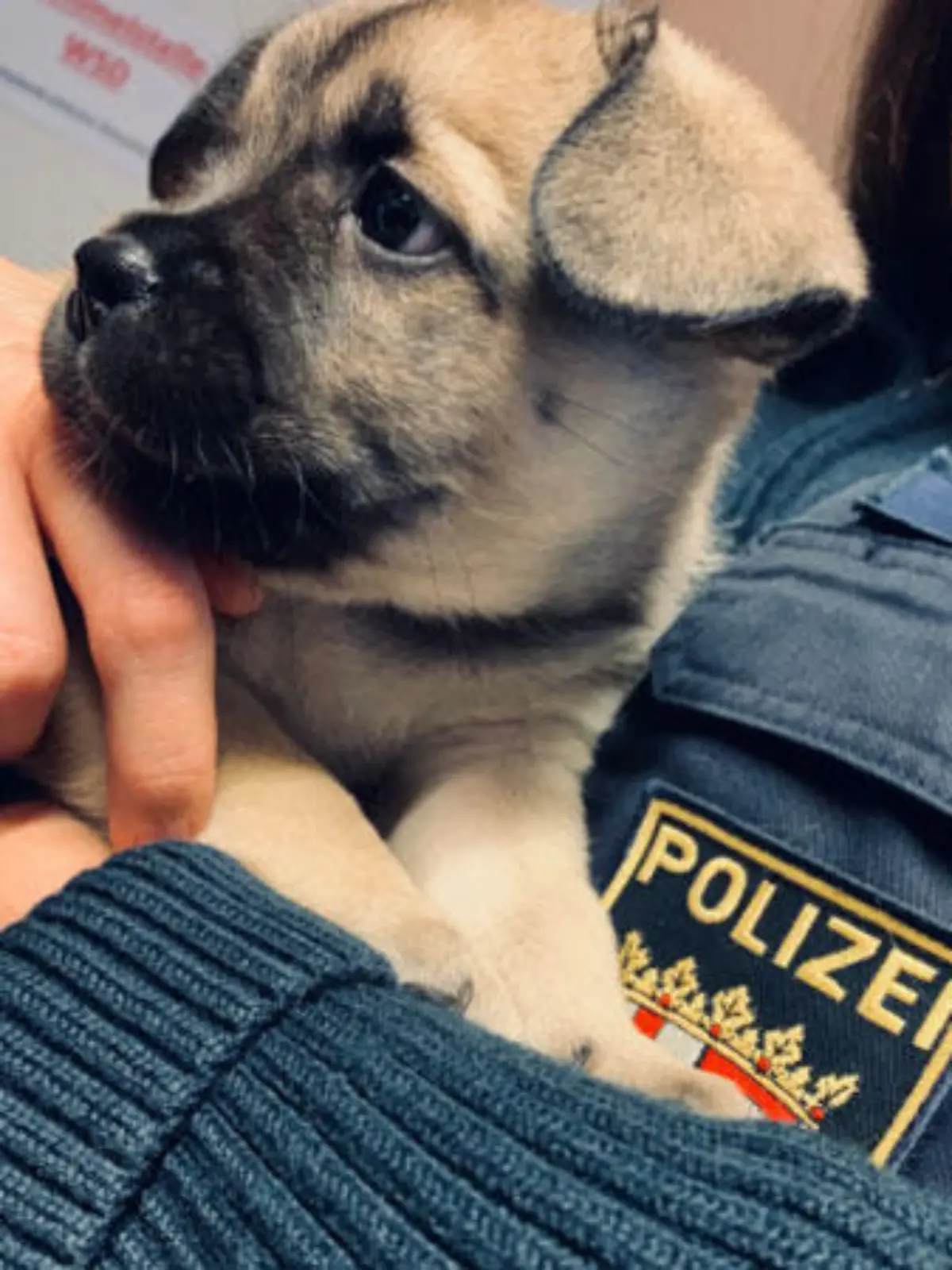 Nach dem Auffinden kamen die Hundekinder zunächst in die liebevolle Obhut der Polizei
