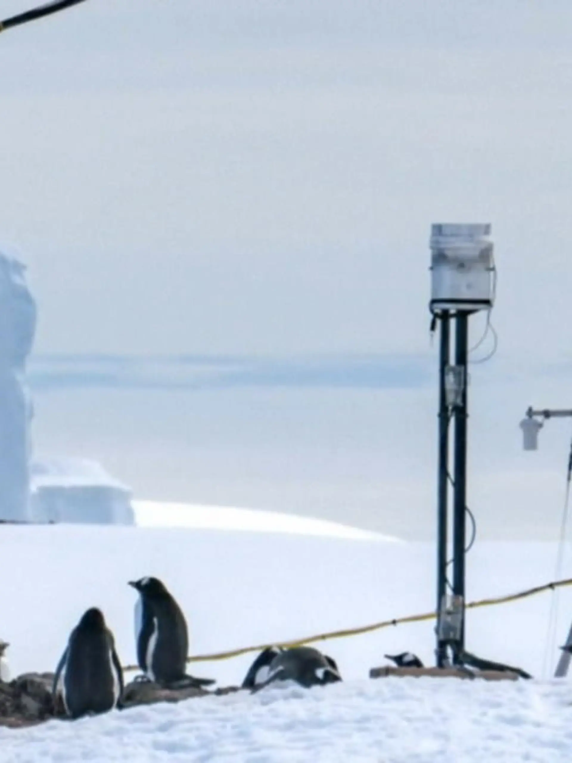 Etwa 3.000 Pinguine bevölkern neuerdings eine ukrainische Forschungsstation auf einer kleinen Insel in der Antarktis.