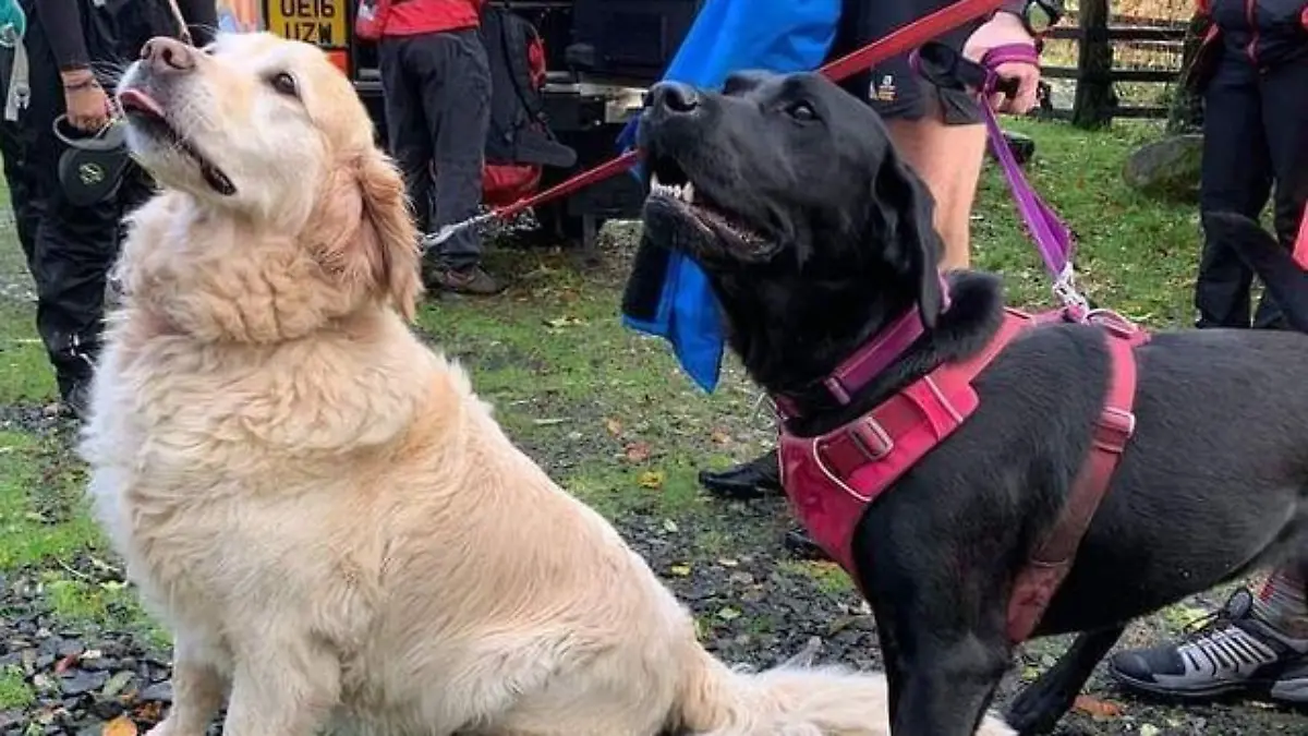 Der Golden Retriever und Labrador retteten ihr Herrchen