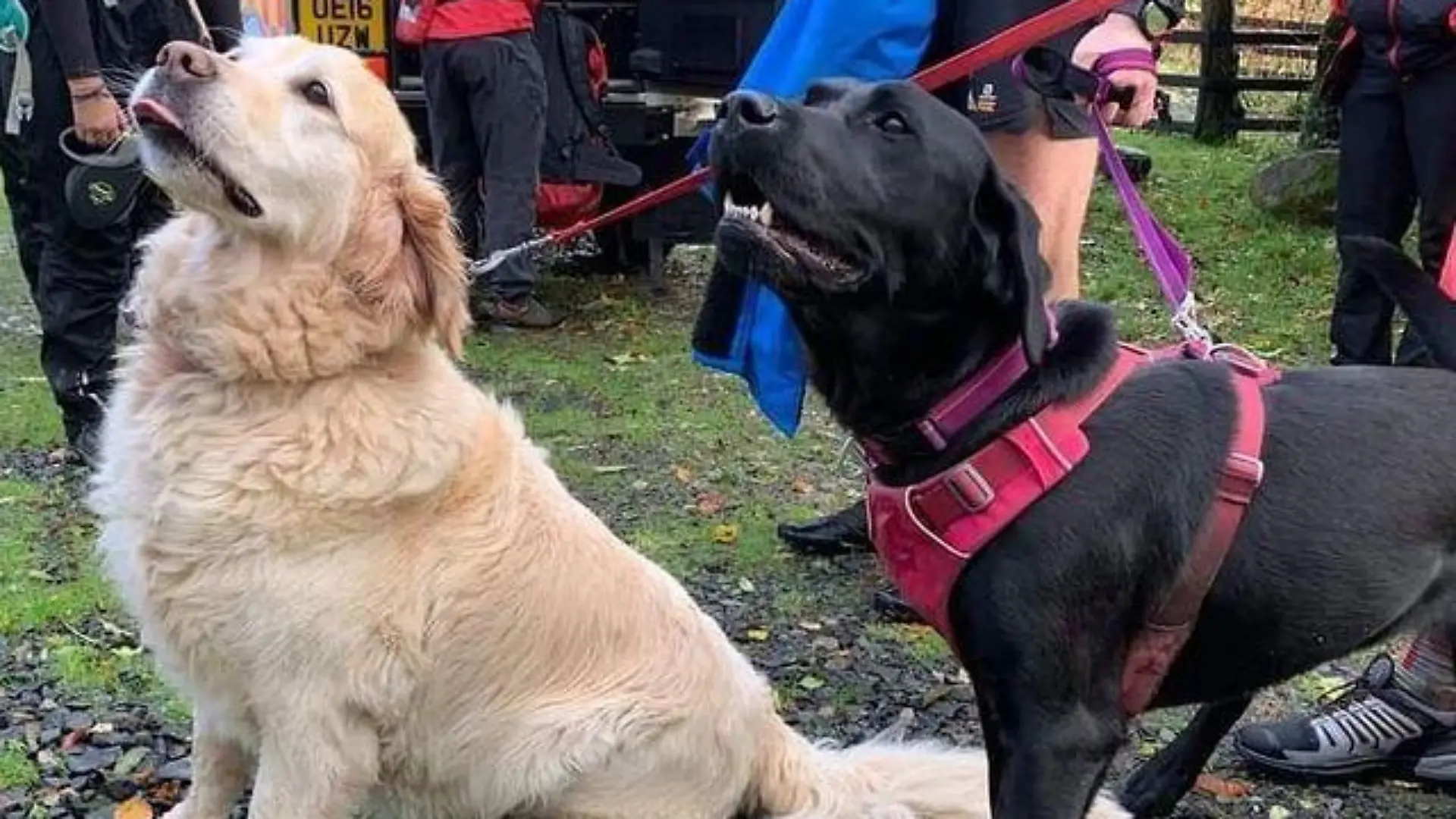 Der Golden Retriever und Labrador retteten ihr Herrchen