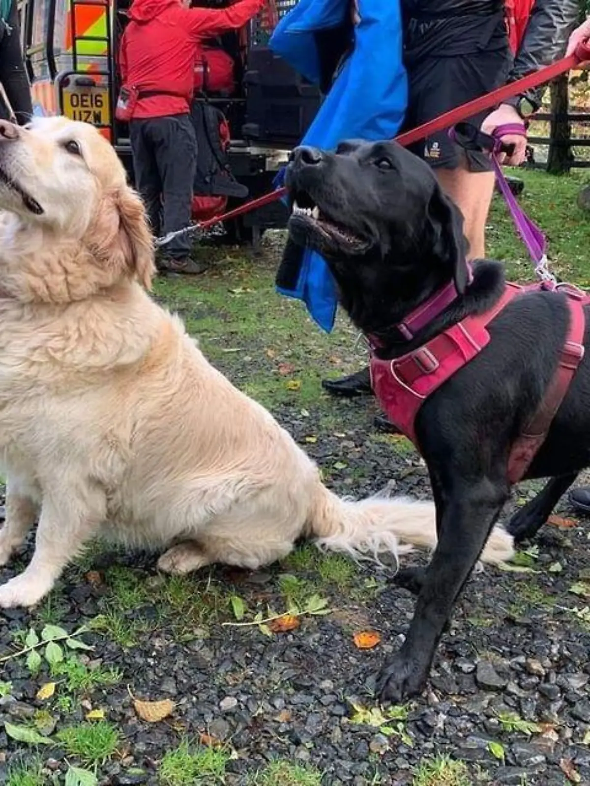 Der Golden Retriever und Labrador retteten ihr Herrchen