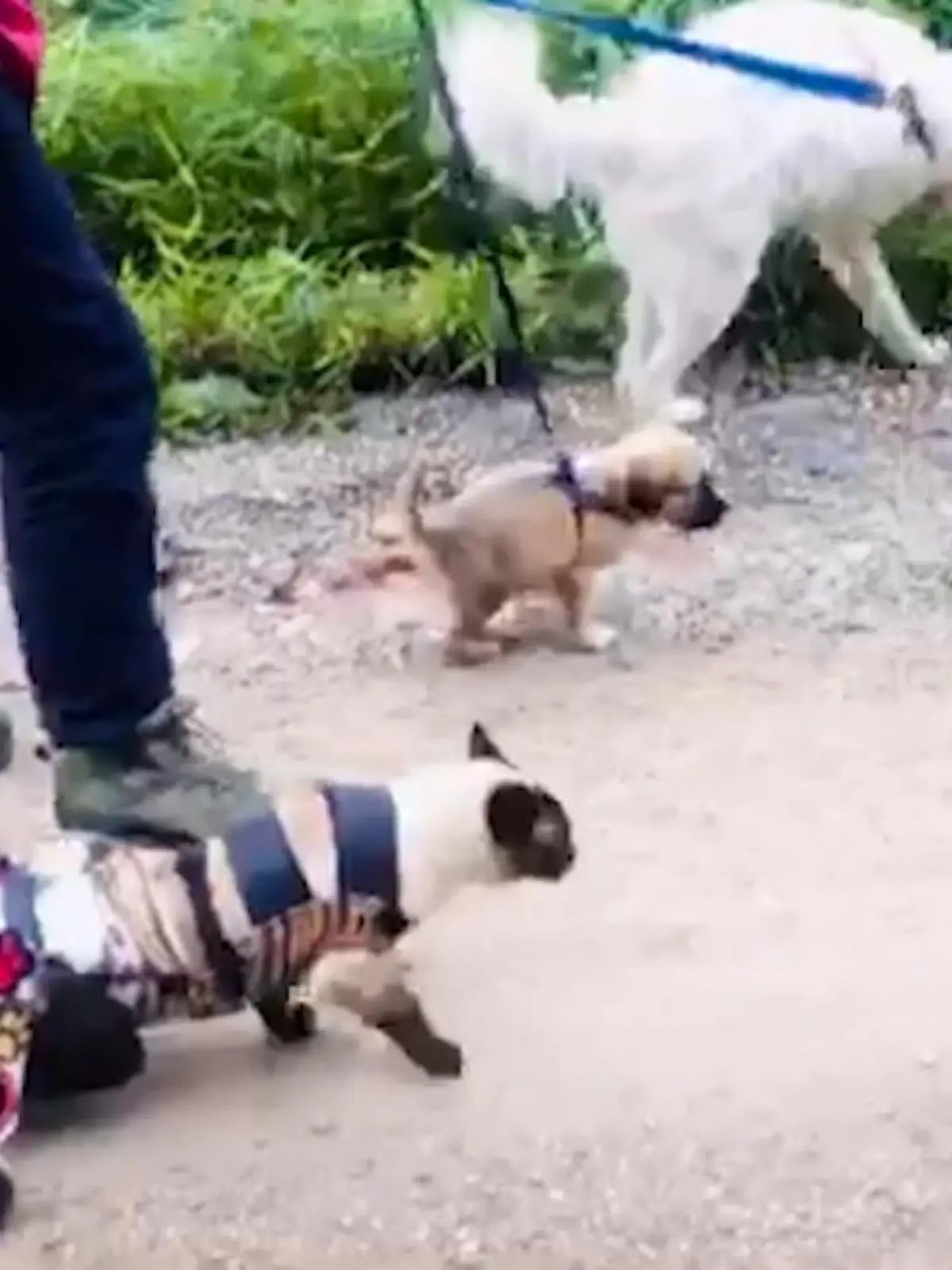5 Beine verteilt auf 2 Tiere - wie soll das funktionieren? Die Antwort: ganz einfach! Das beweisen uns Katze Scooter und Hund Falco!