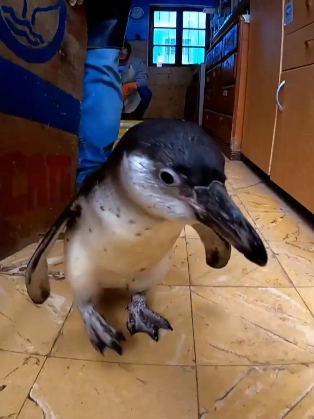 Tierschützer aus Peru haben ein neues Sorgenkind namens Natalia. Die Pinguin-Dame hat eine Wasser-Phobie - problematisch, wo doch das kühle Nass zu ihrem natürlichen Lebensraum zählt. Daher geben sie alles, um dem Tier zu helfen.