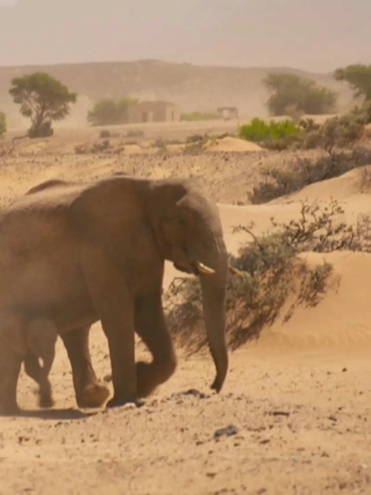Bild zu: "Christin rettet Elefanten in Namibia"