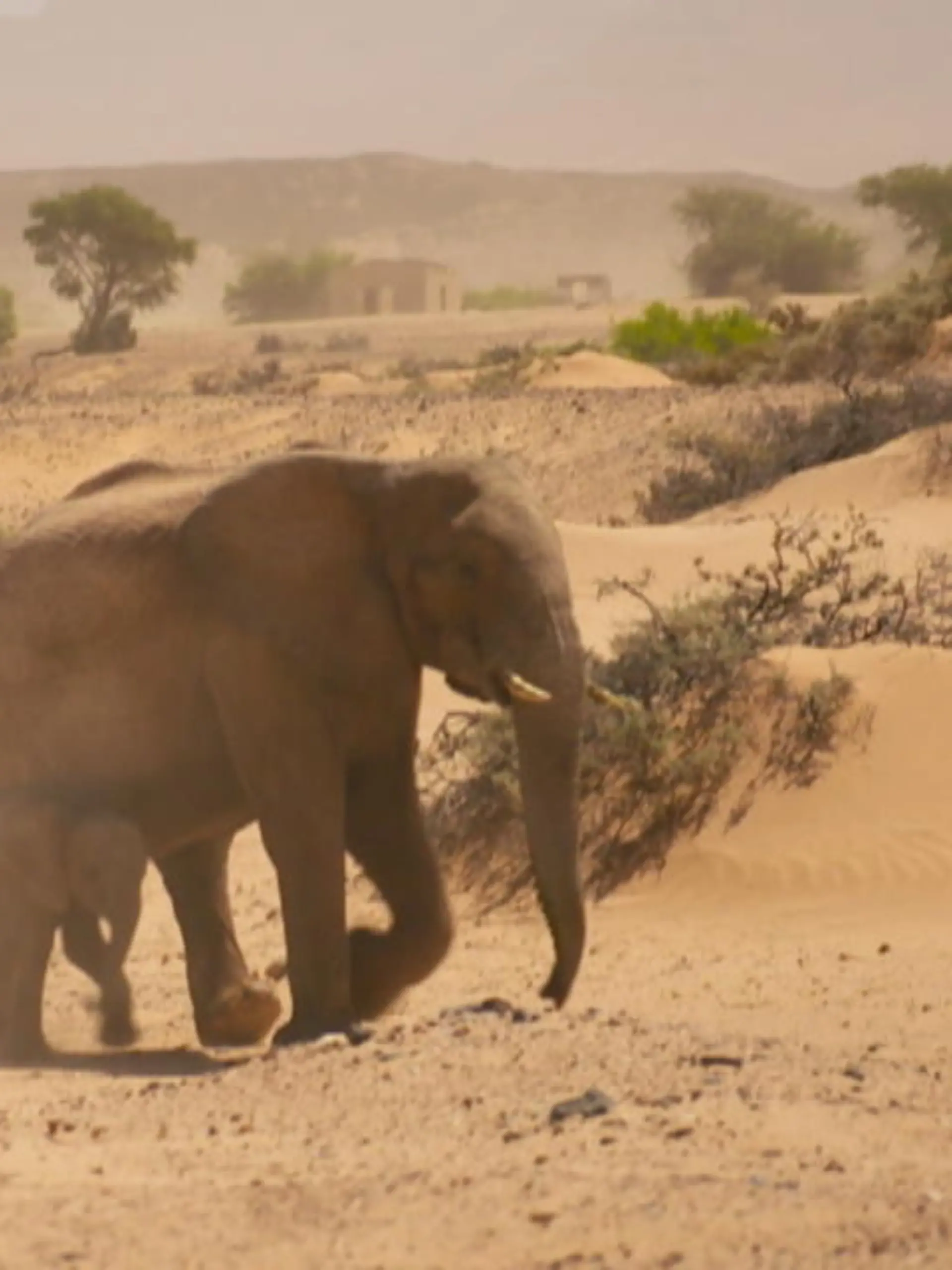 Bild zu: "Christin rettet Elefanten in Namibia"