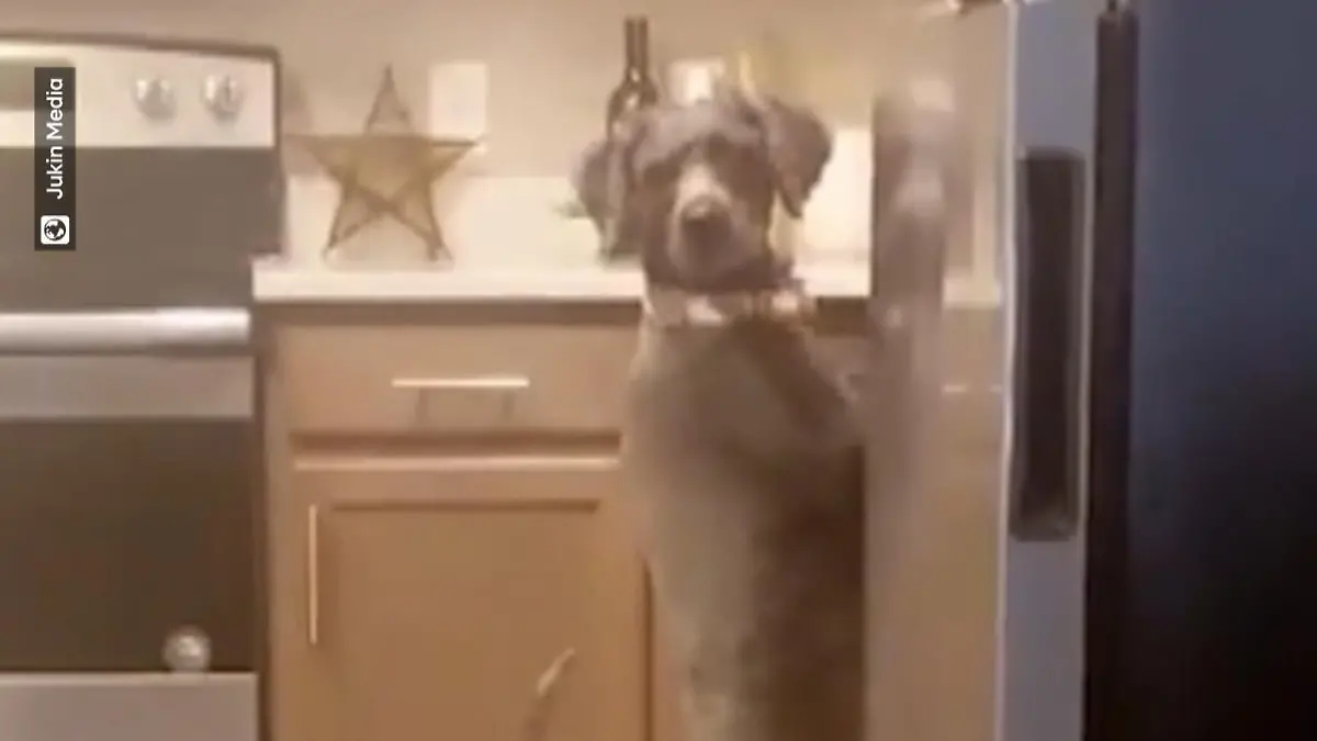 Hund starrt in die Spüle und wird ertappt Vierbeiner auf zwei Beinen