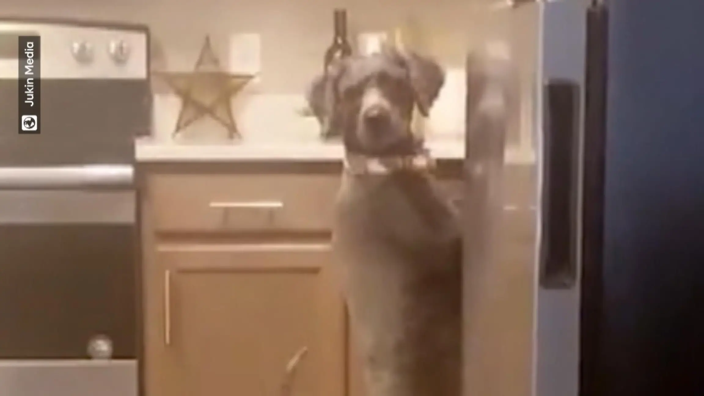 Hund starrt in die Spüle und wird ertappt Vierbeiner auf zwei Beinen