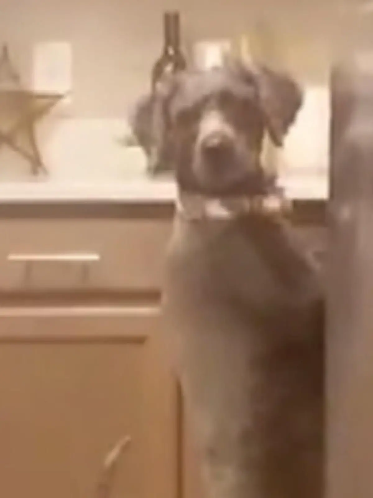 Bild zu: "Hund starrt in die Spüle und wird ertappt"